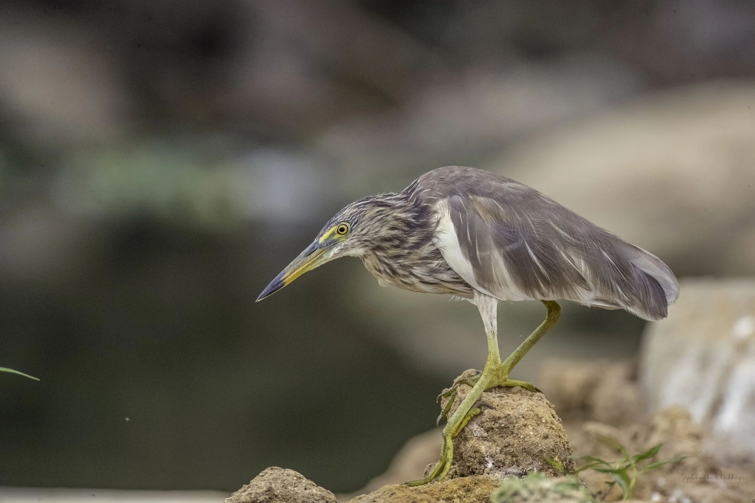 Indian Pond Heron - Kingfisher Pond, Ameenpur Lake - WildArtWorks