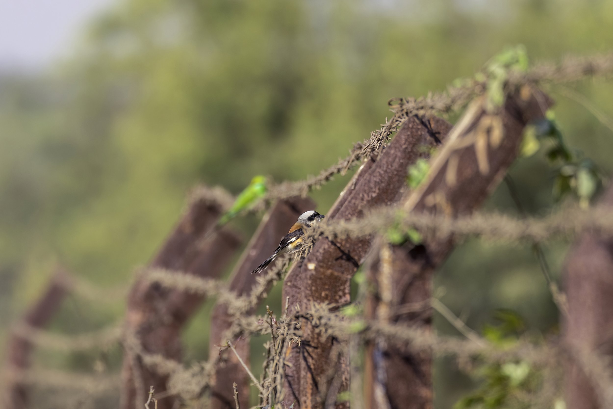 Bay-backed Shrike - GHMC Urban Forestry Nursery, Tellapur - WildArtWorks
