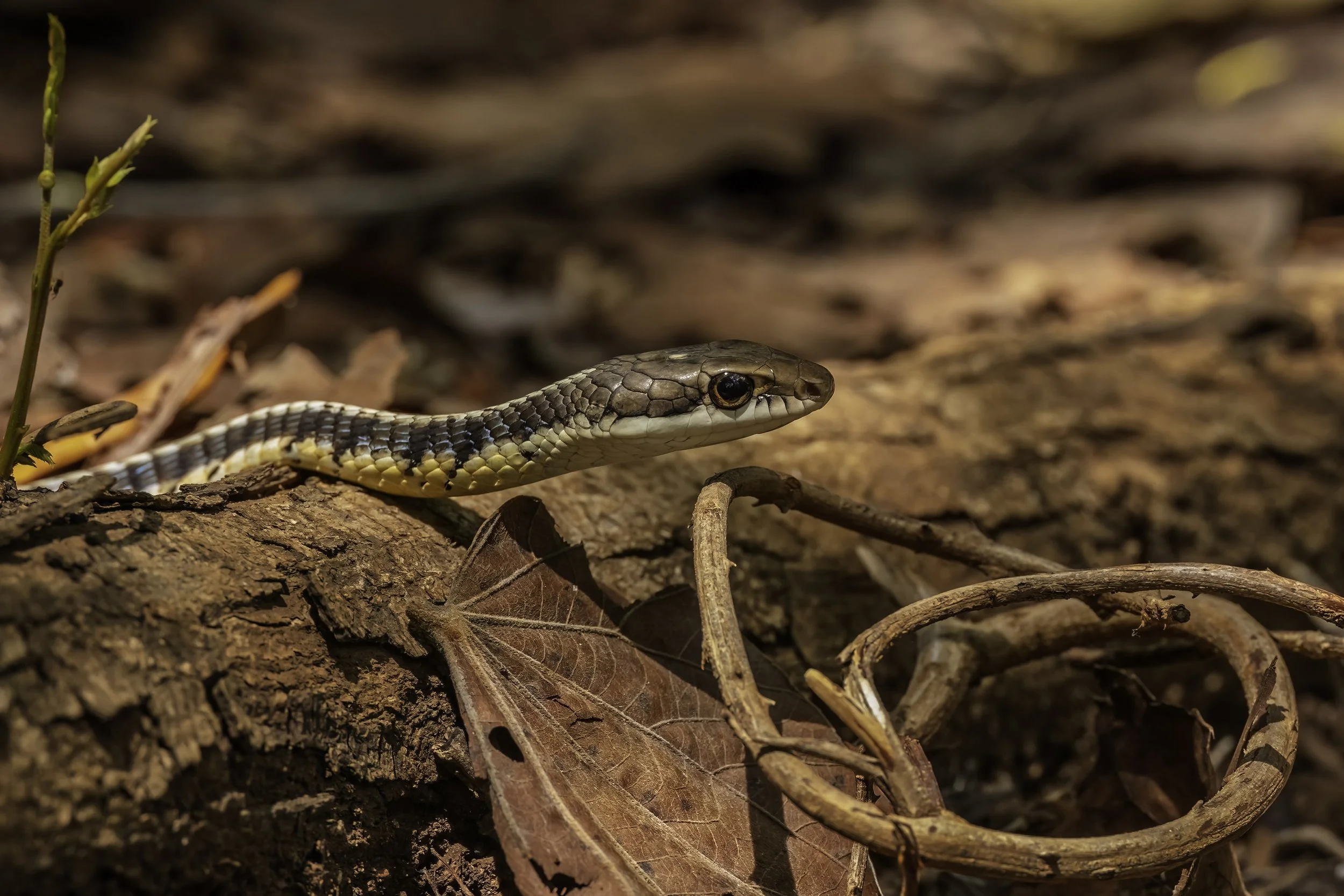Common Bronzeback/ Daudin's Bronzeback Tree Snake