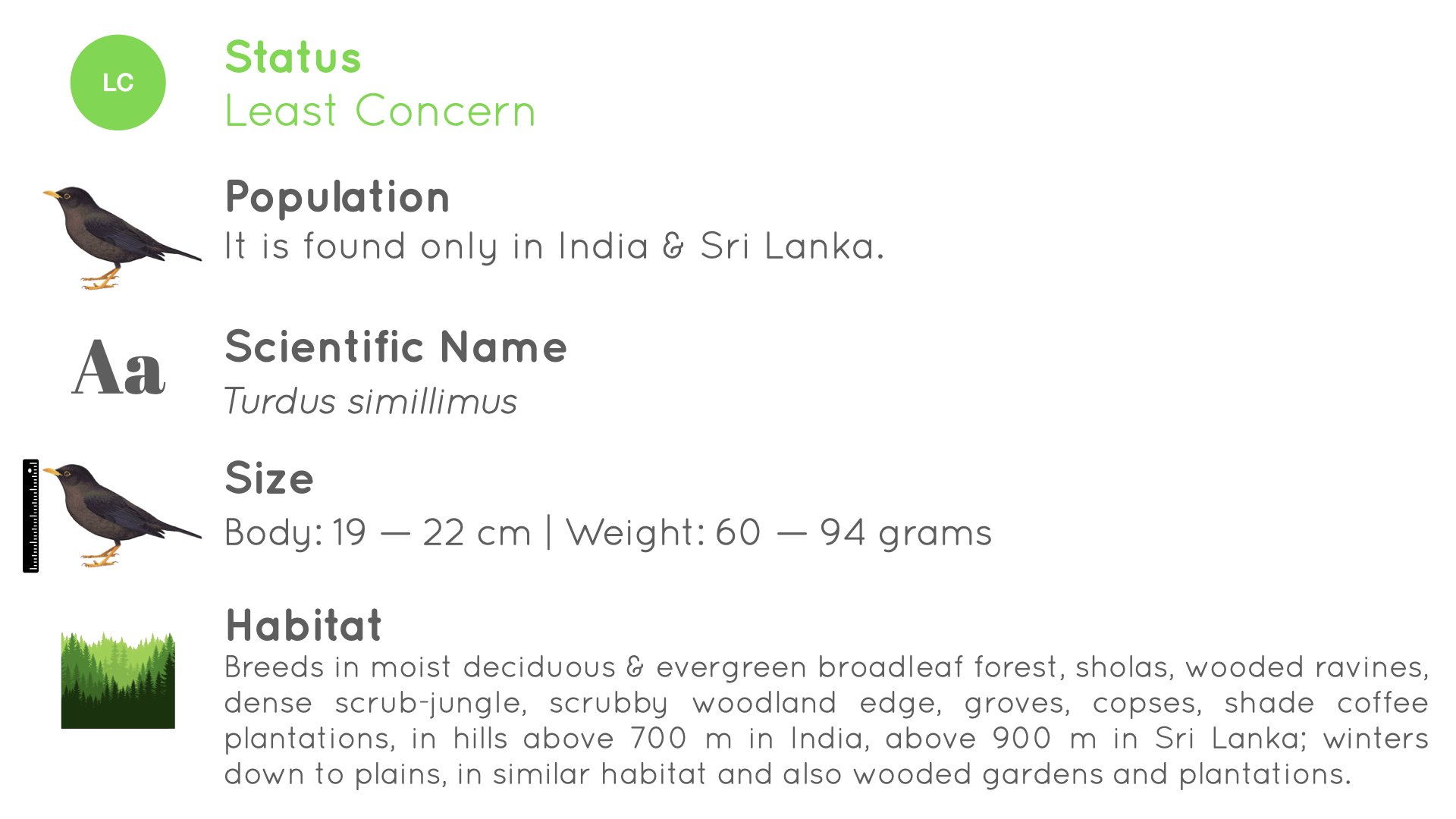 Indian Blackbird - Statistics - WildArtWorks