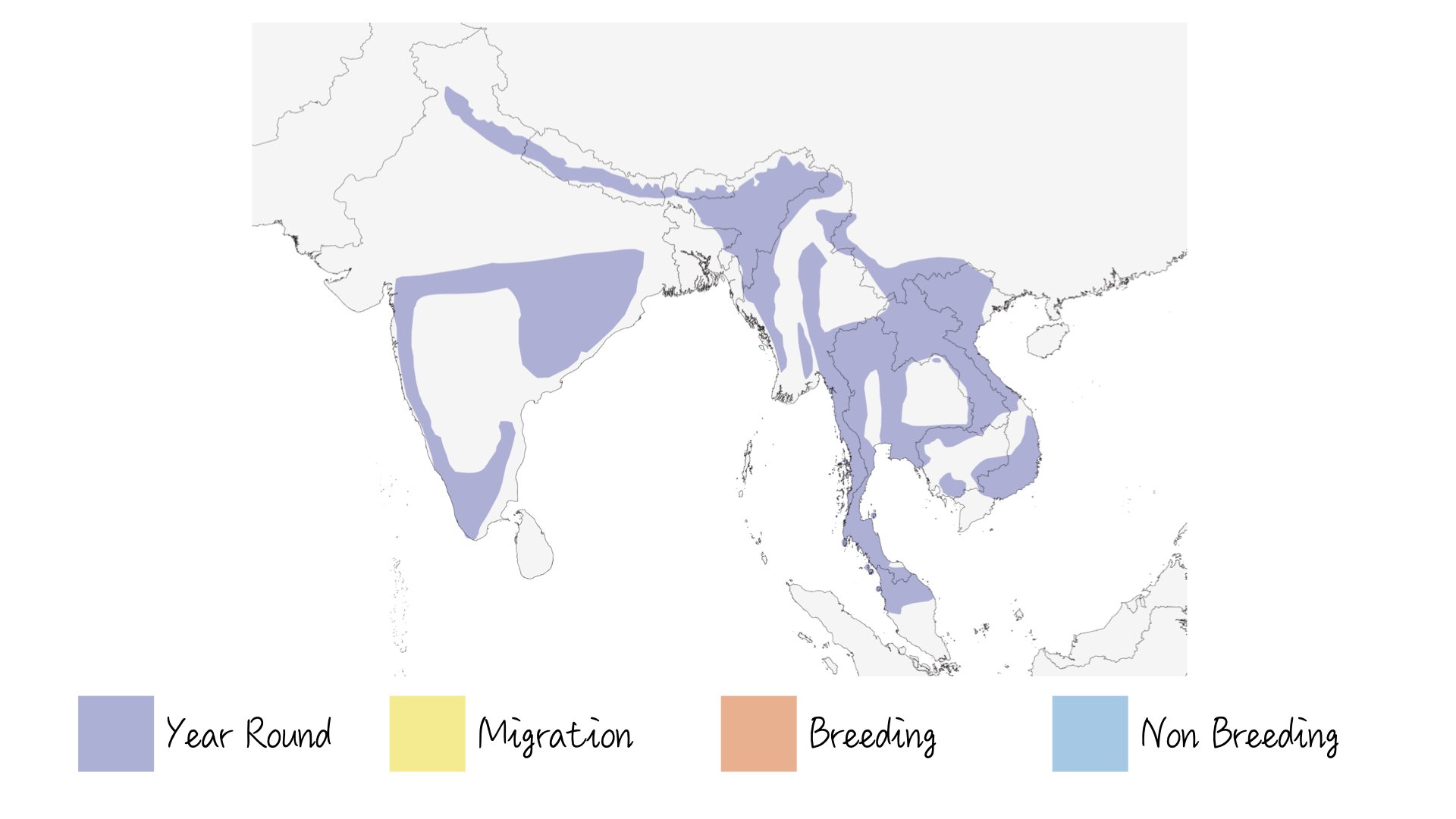 Puff-throated Babbler - Range & Distribution - WildArtWorks
