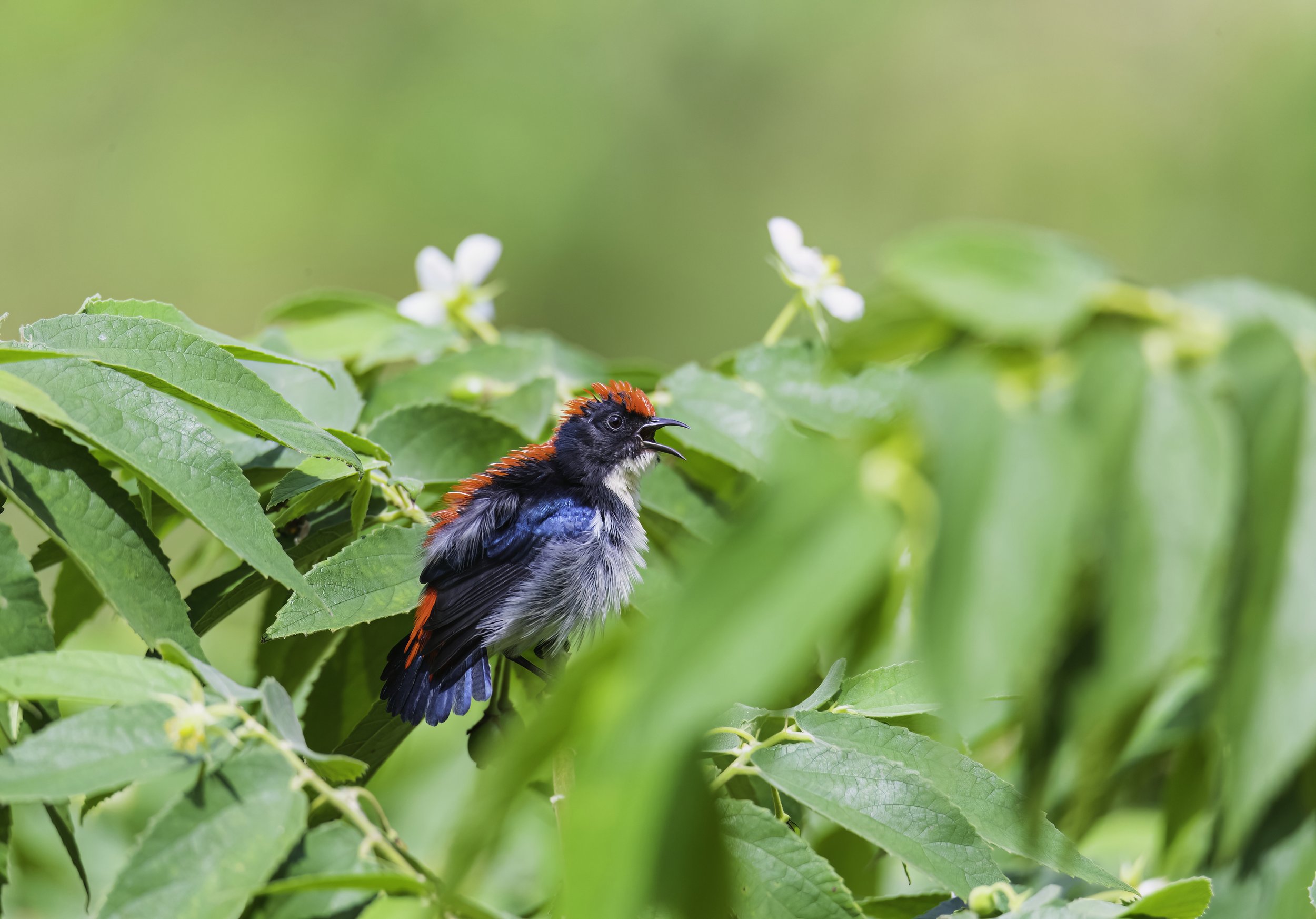 Scarlet-backed Flowerpecker - Kaeng Krachan National Park - WIldArtWorks