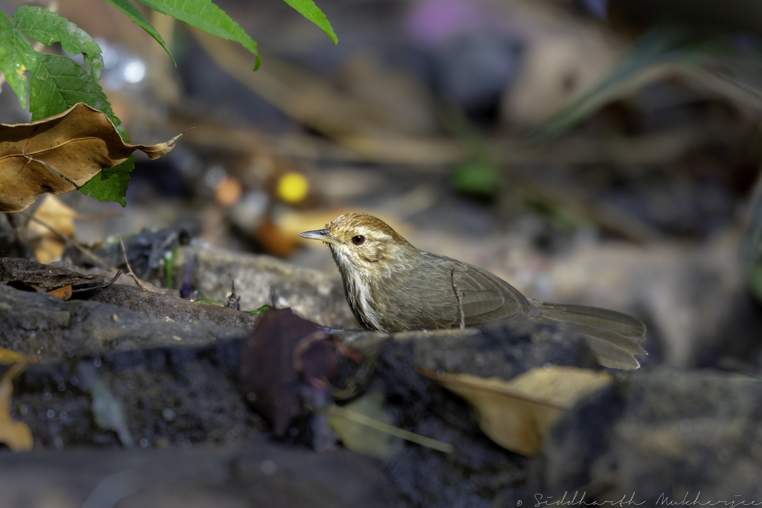 Puff-throated Babbler - Achampet Uma Maheshwaram Temple - WildArtWorks
