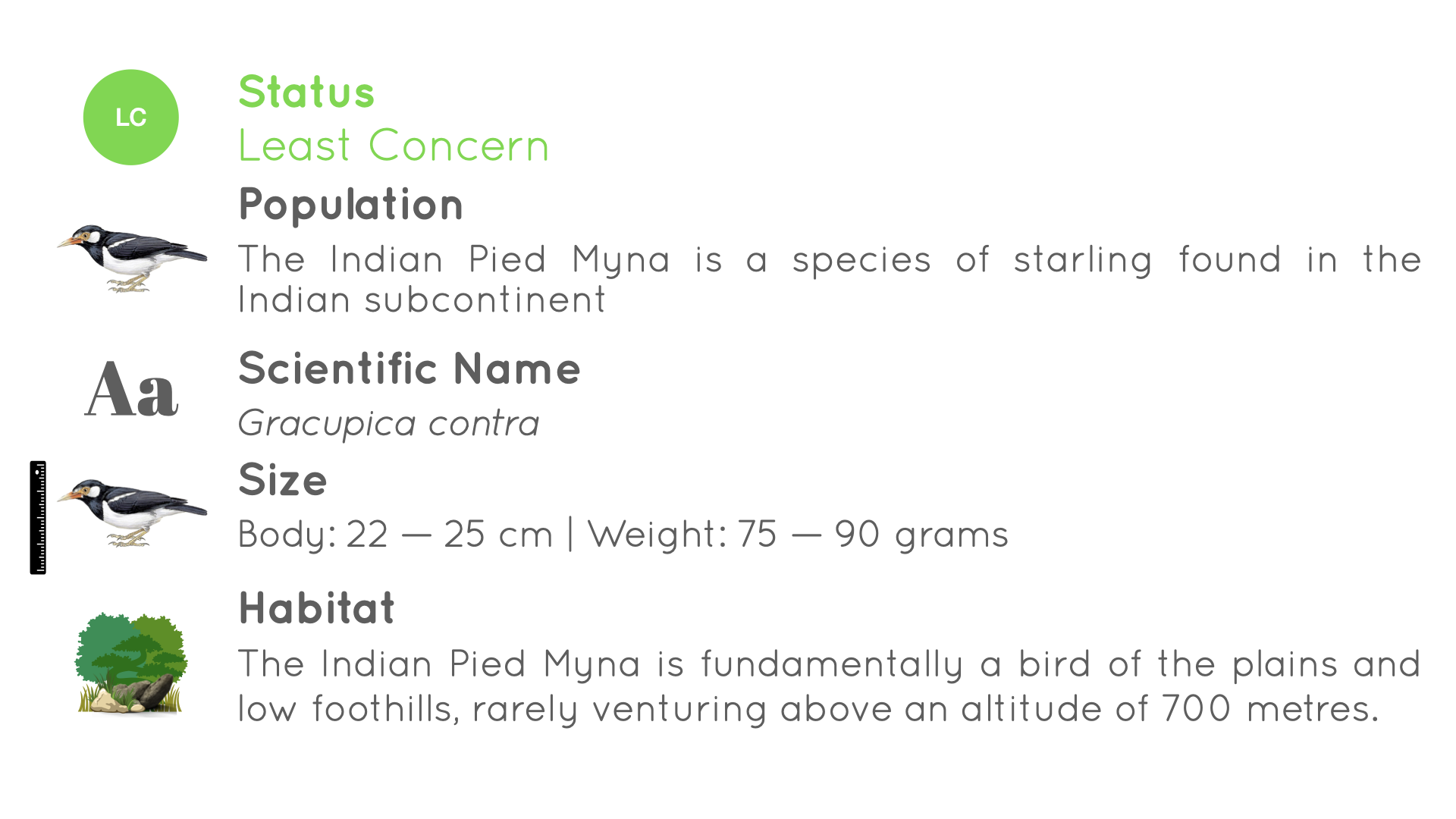 Indian Pied Myna/ Asian Pied Starling - Statistics - WildArtWorks