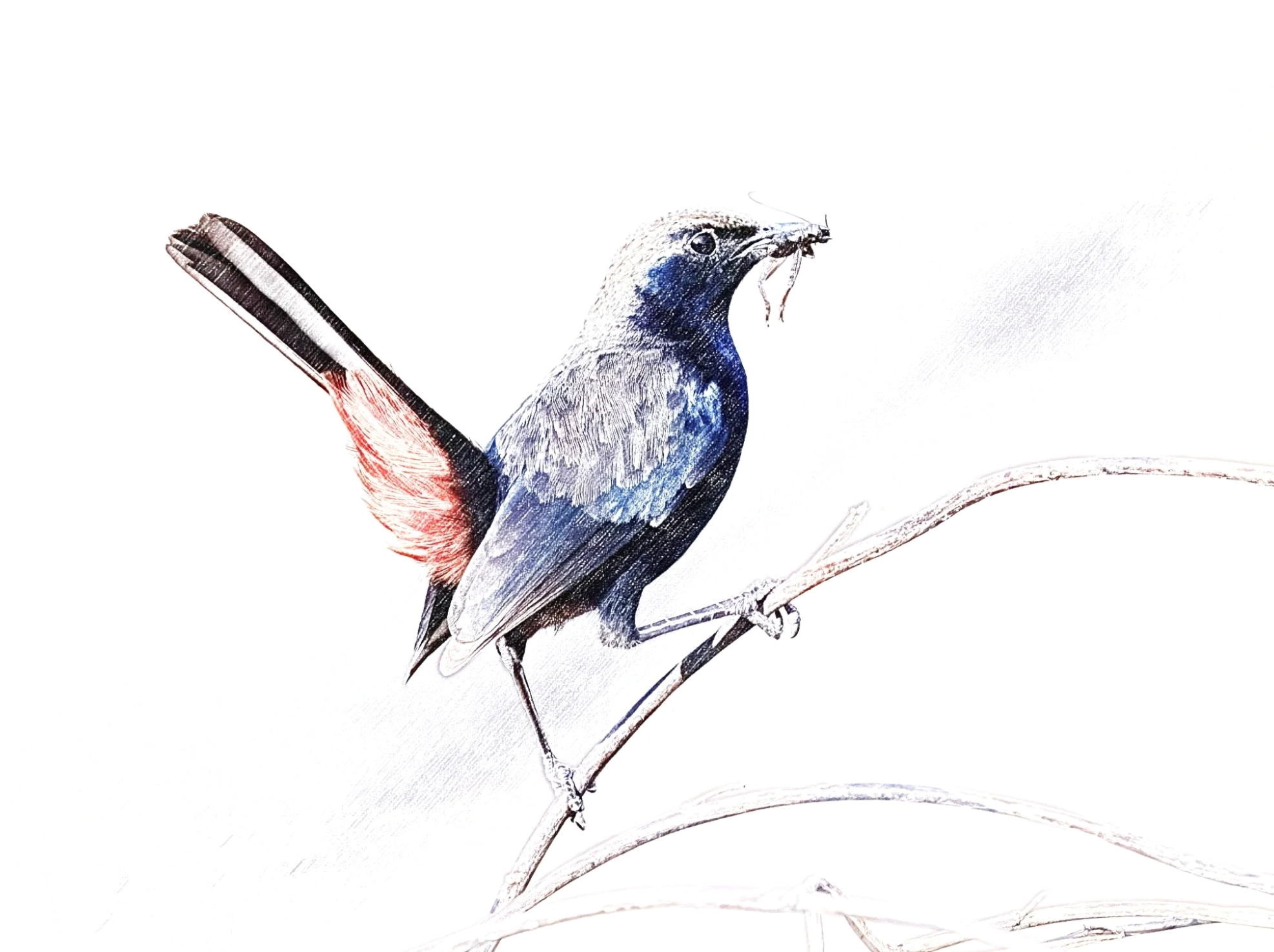 Indian Robin - Sketch - WildArtWorks