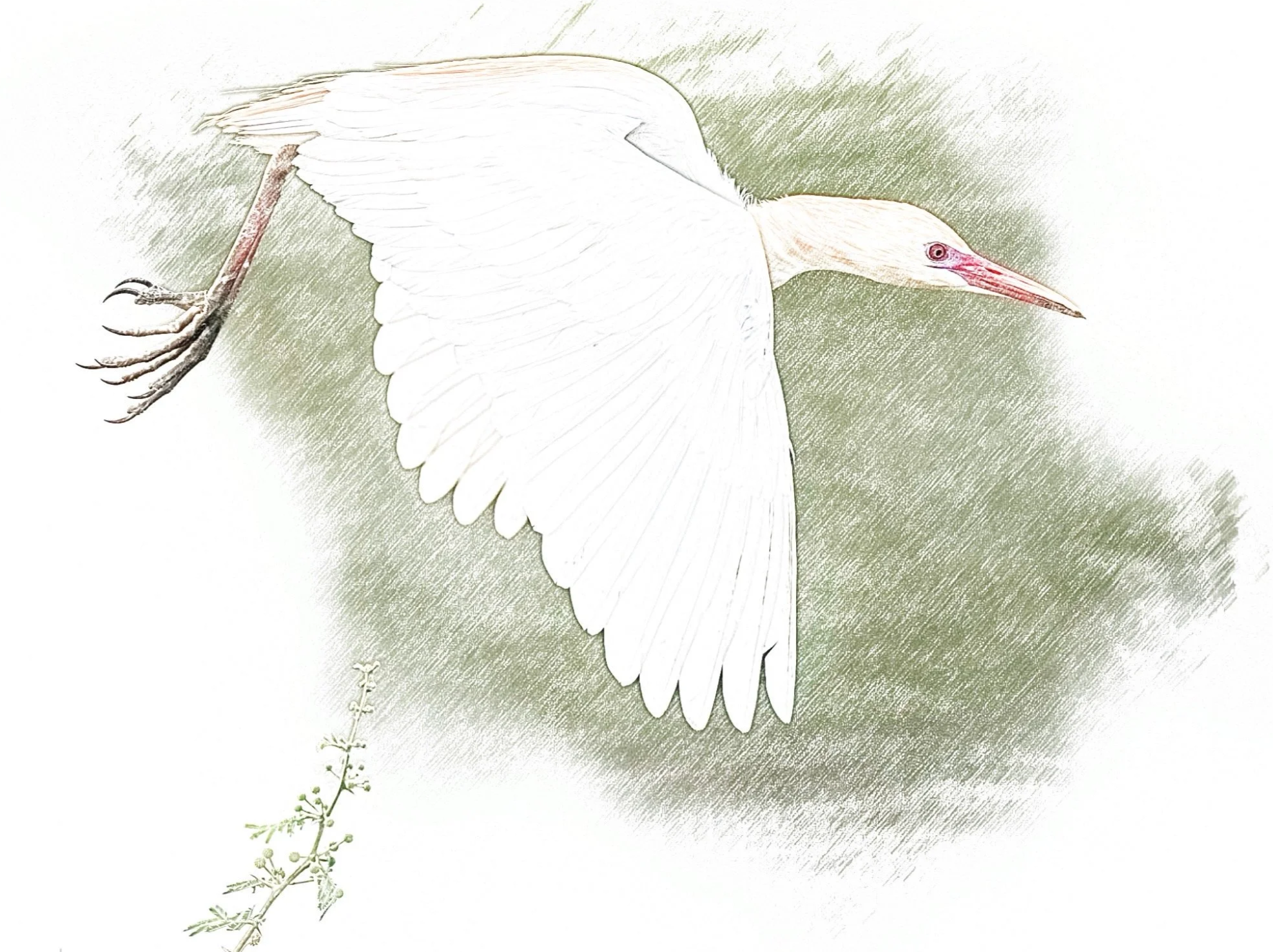 Eastern Cattle Egret - Sketch - WildArtWorks
