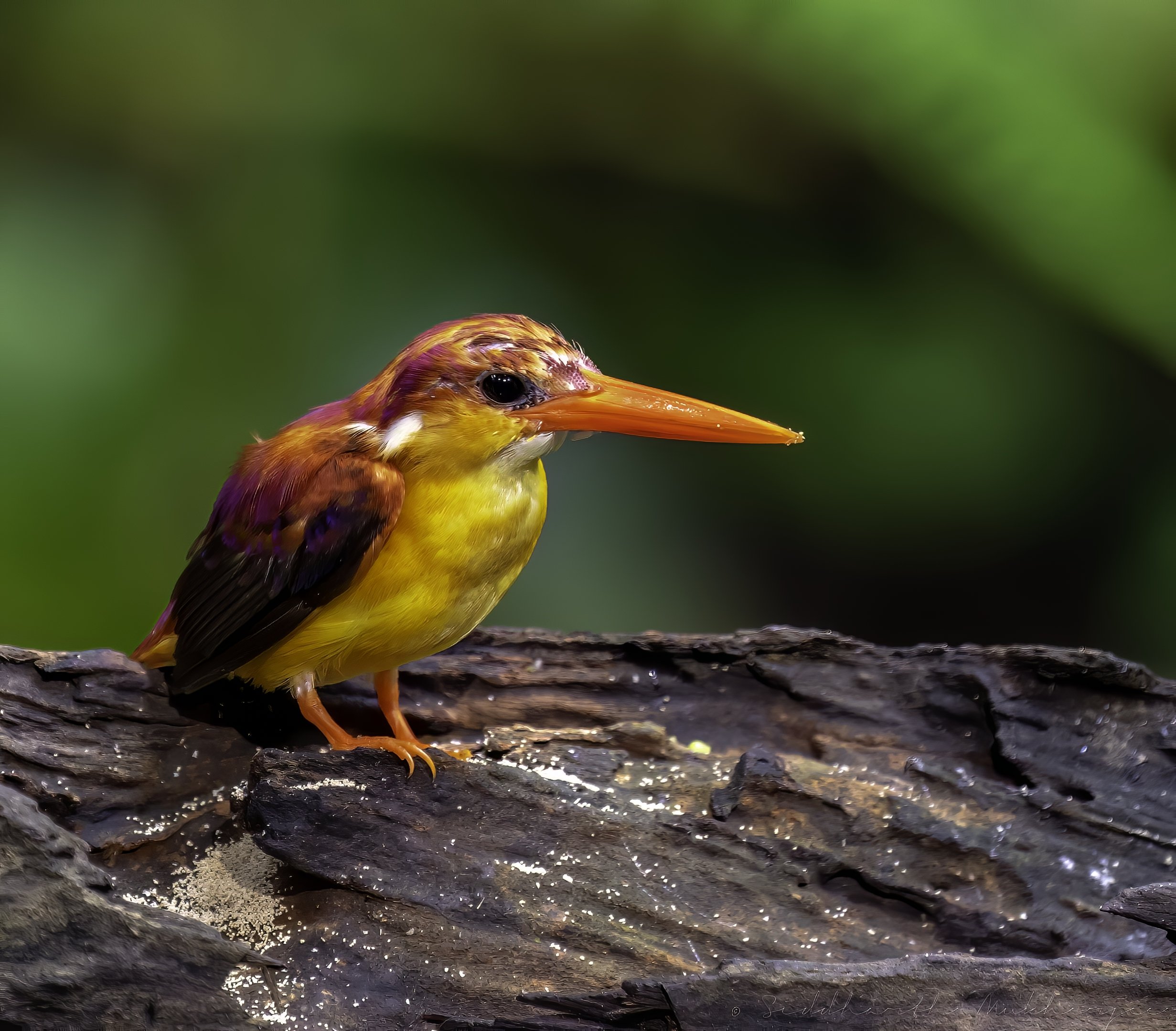 Rufous-backed Dwarf-Kingfisher - Hulu Langat - WildArtWorks