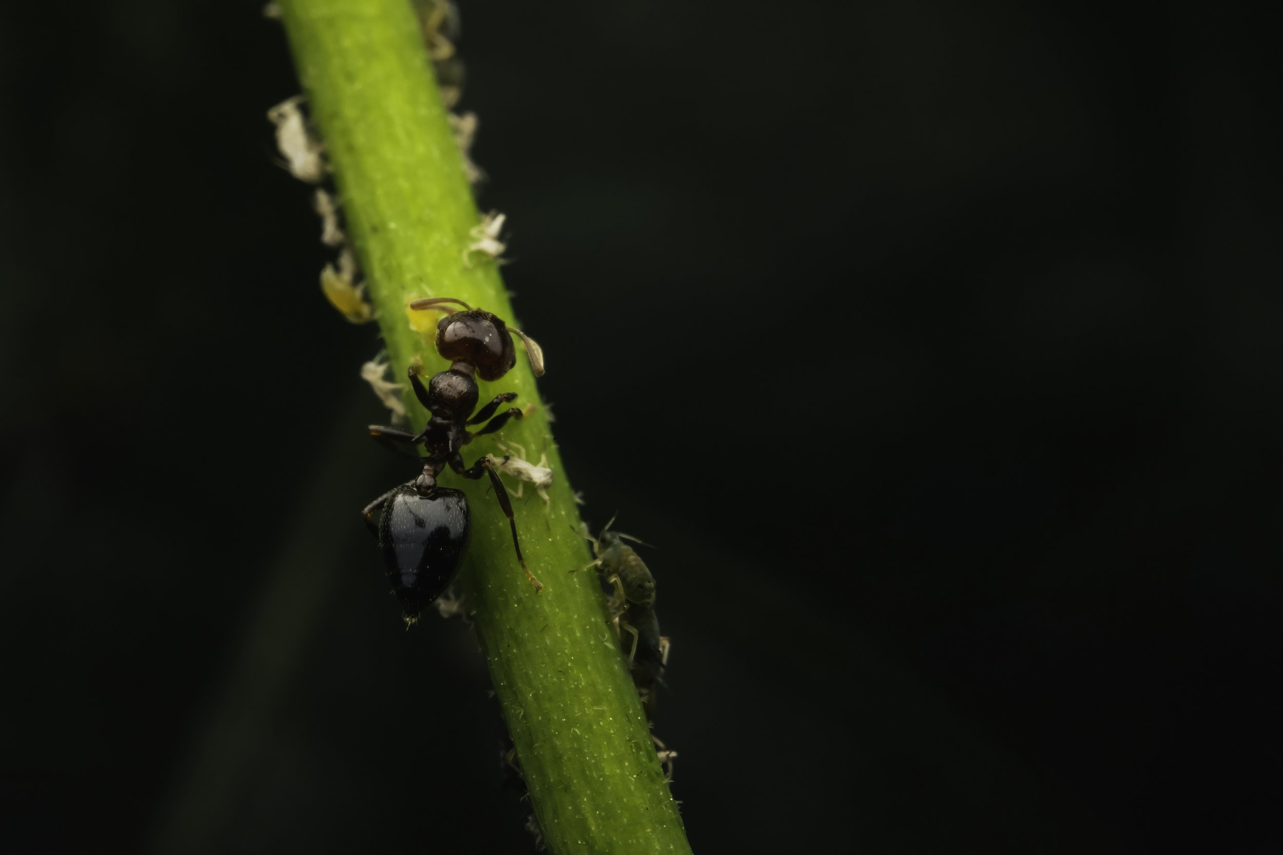 Black Garden Ant (Lasius niger), Hyderabad