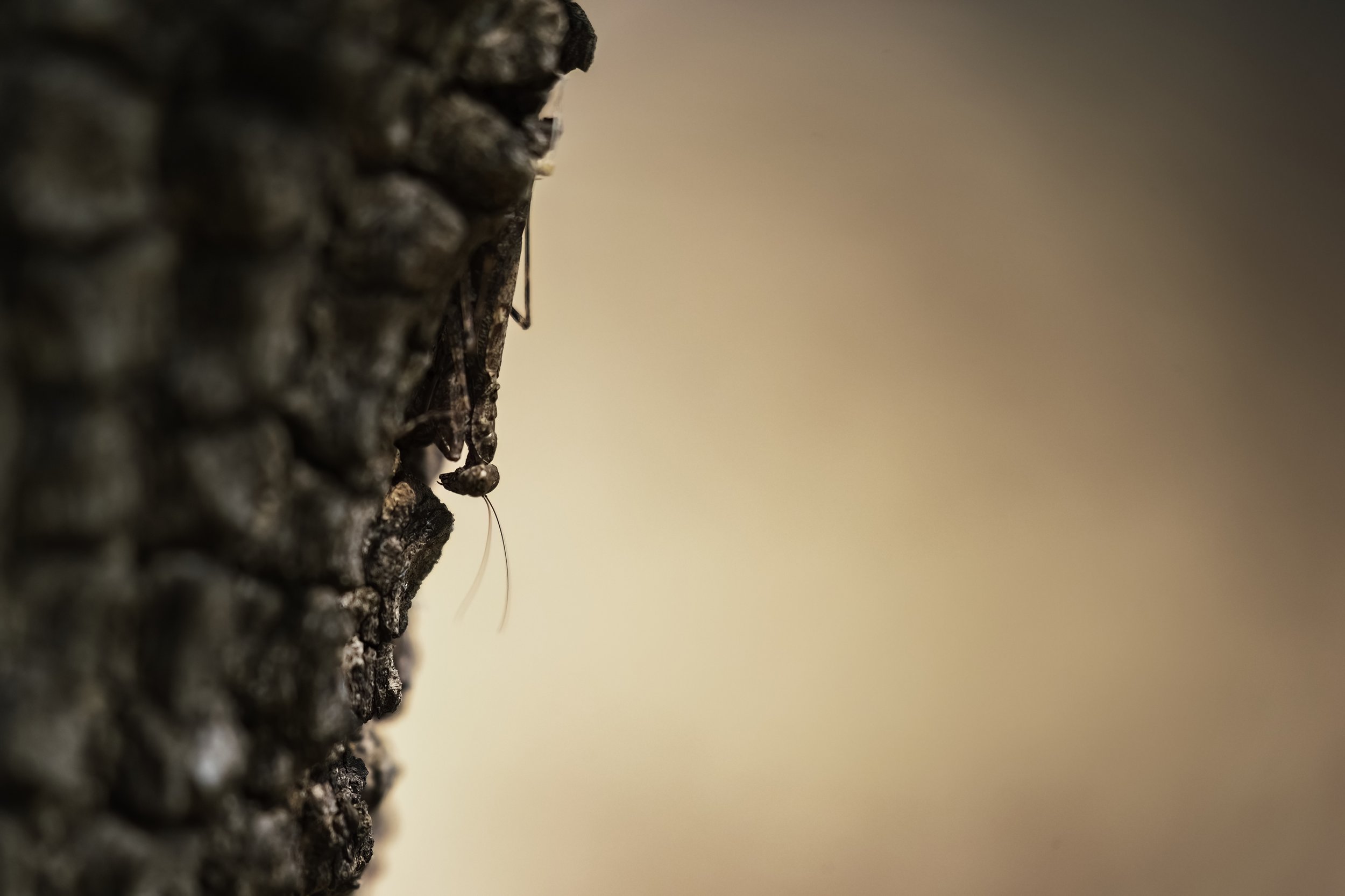 Indian Bark Mantis, Kawal Tiger Reserve