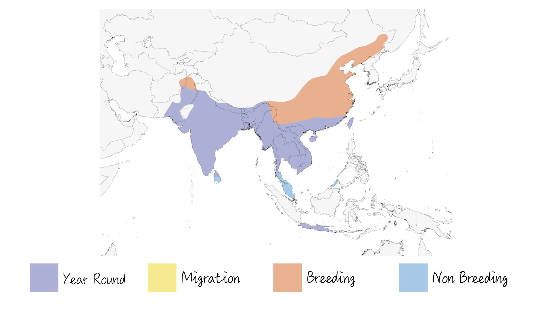 Black Drongo - Range & Distribution - WildArtWorks