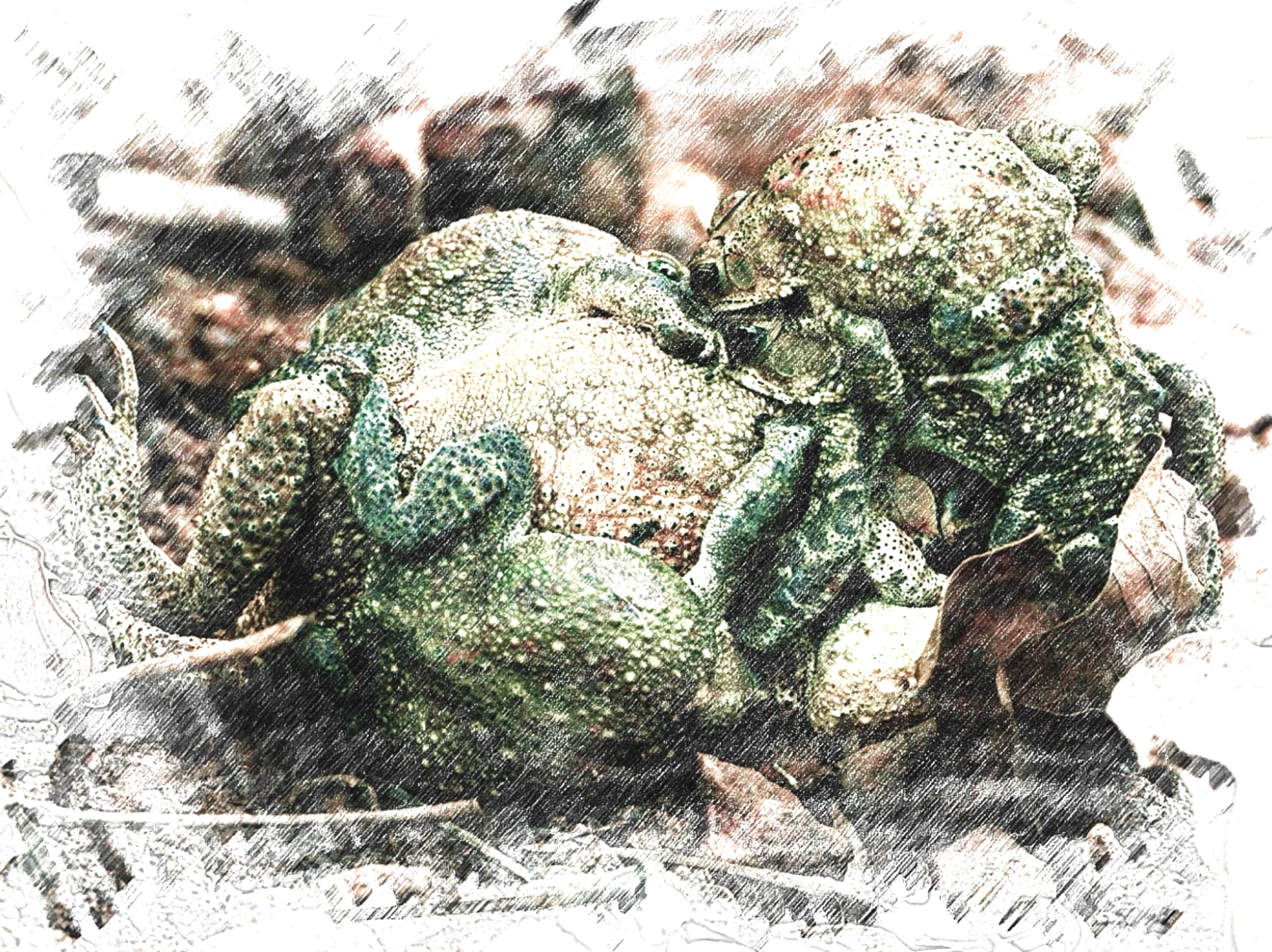 Asian Common Toad - Amplexus - WildArtWorks