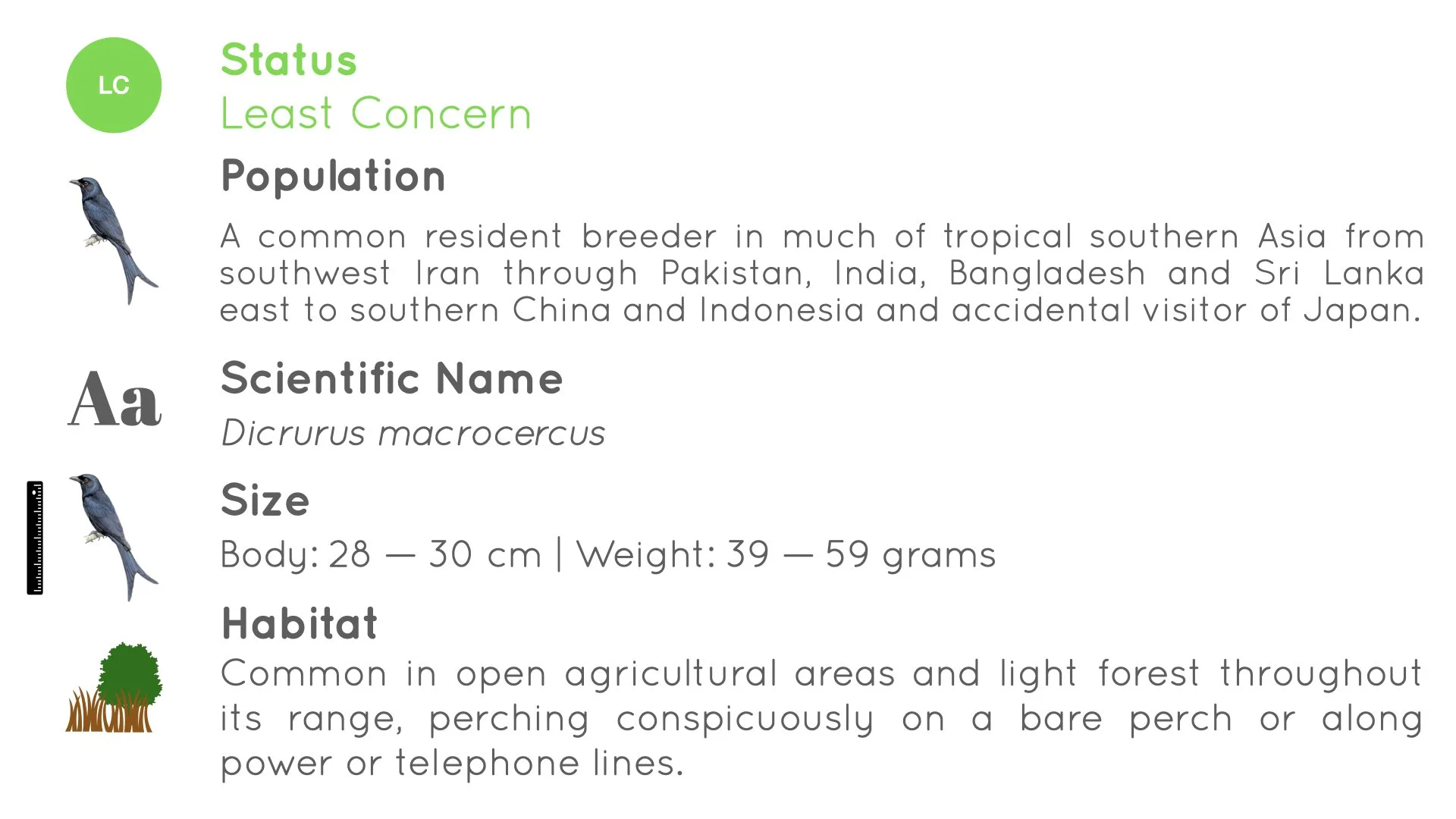 Black Drongo - Statistics - WildArtWorks
