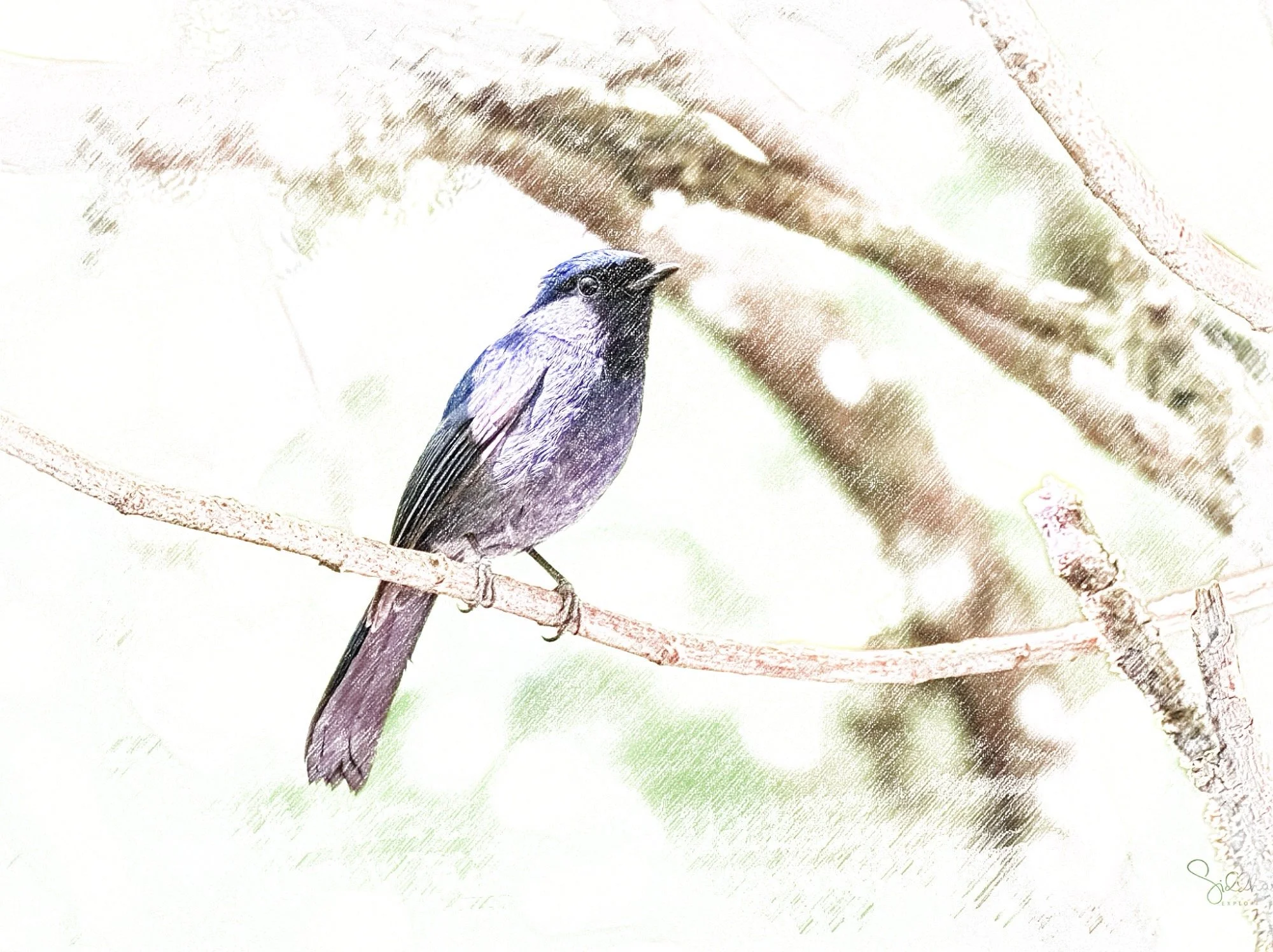 Small Niltava - Sketch - WildArtWorks