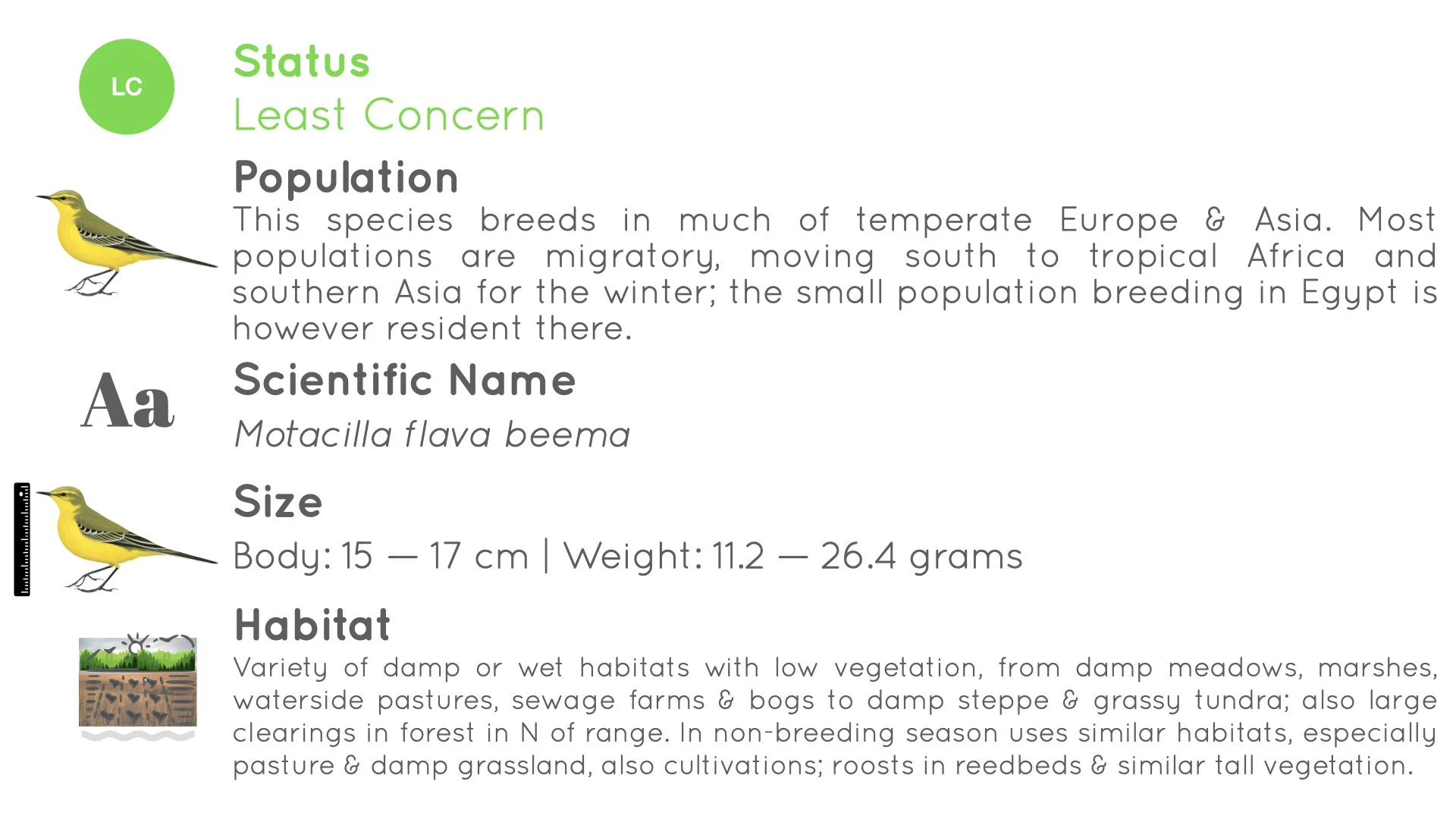 Western Yellow Wagtail - Statistics - WildArtWorks