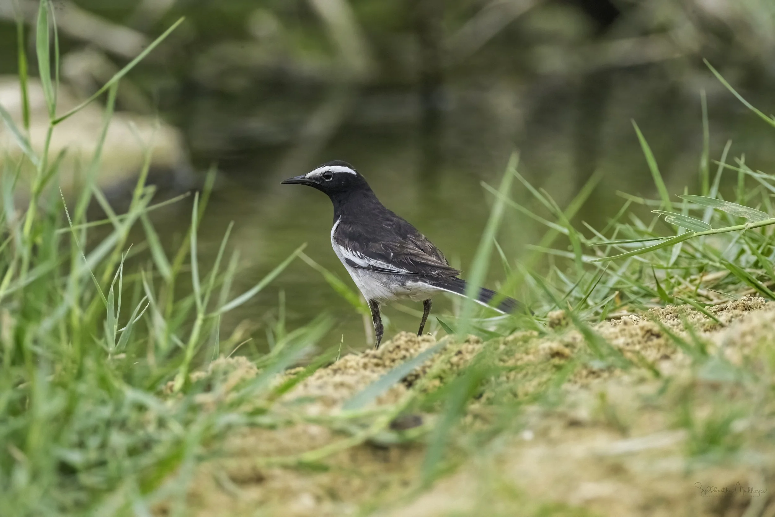 White-browed Wagtail - Kingfisher Pond - WildArtWorks