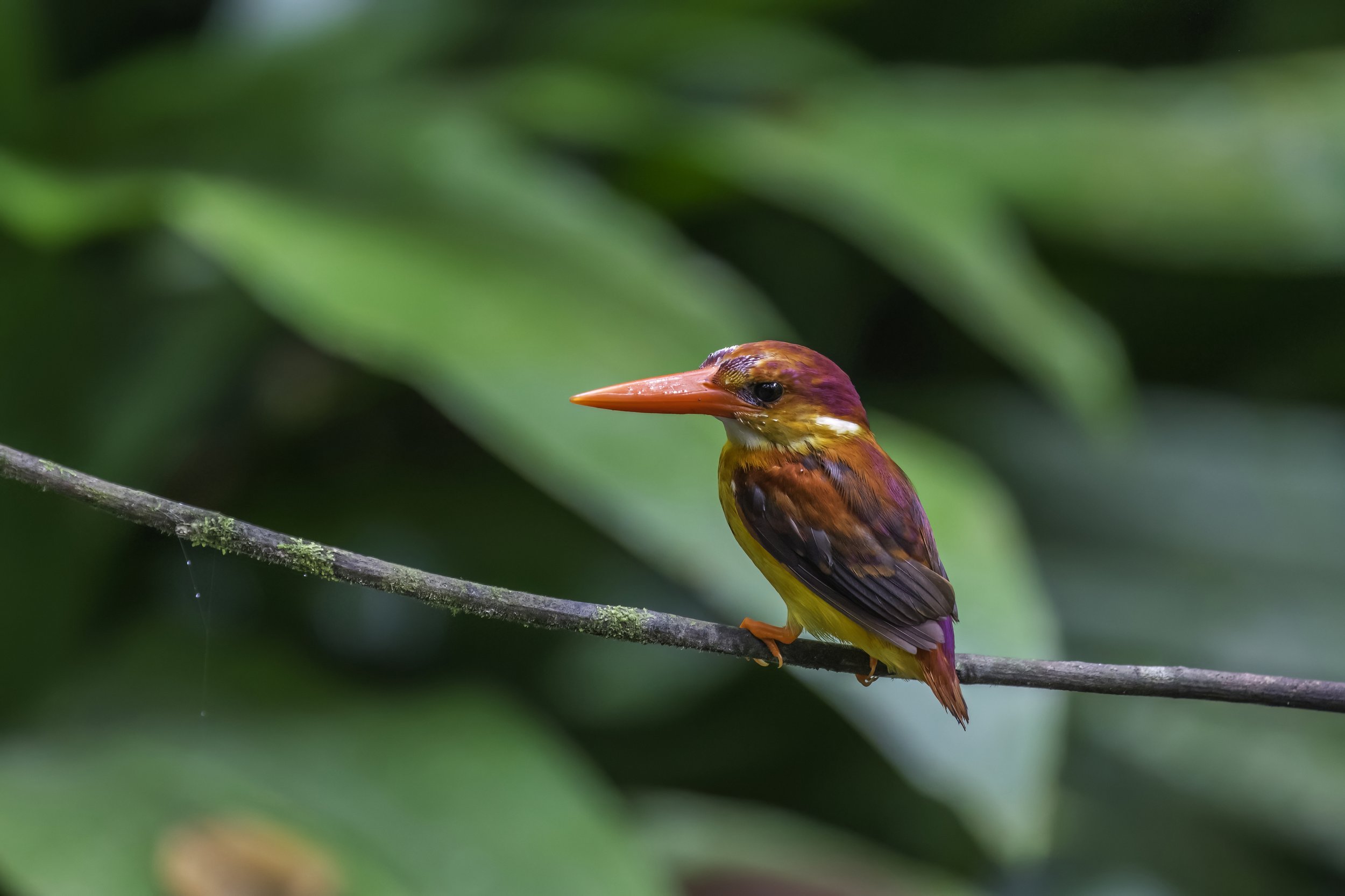 Rufous-backed Dwarf-Kingfisher - Hulu Langat - WildArtWorks