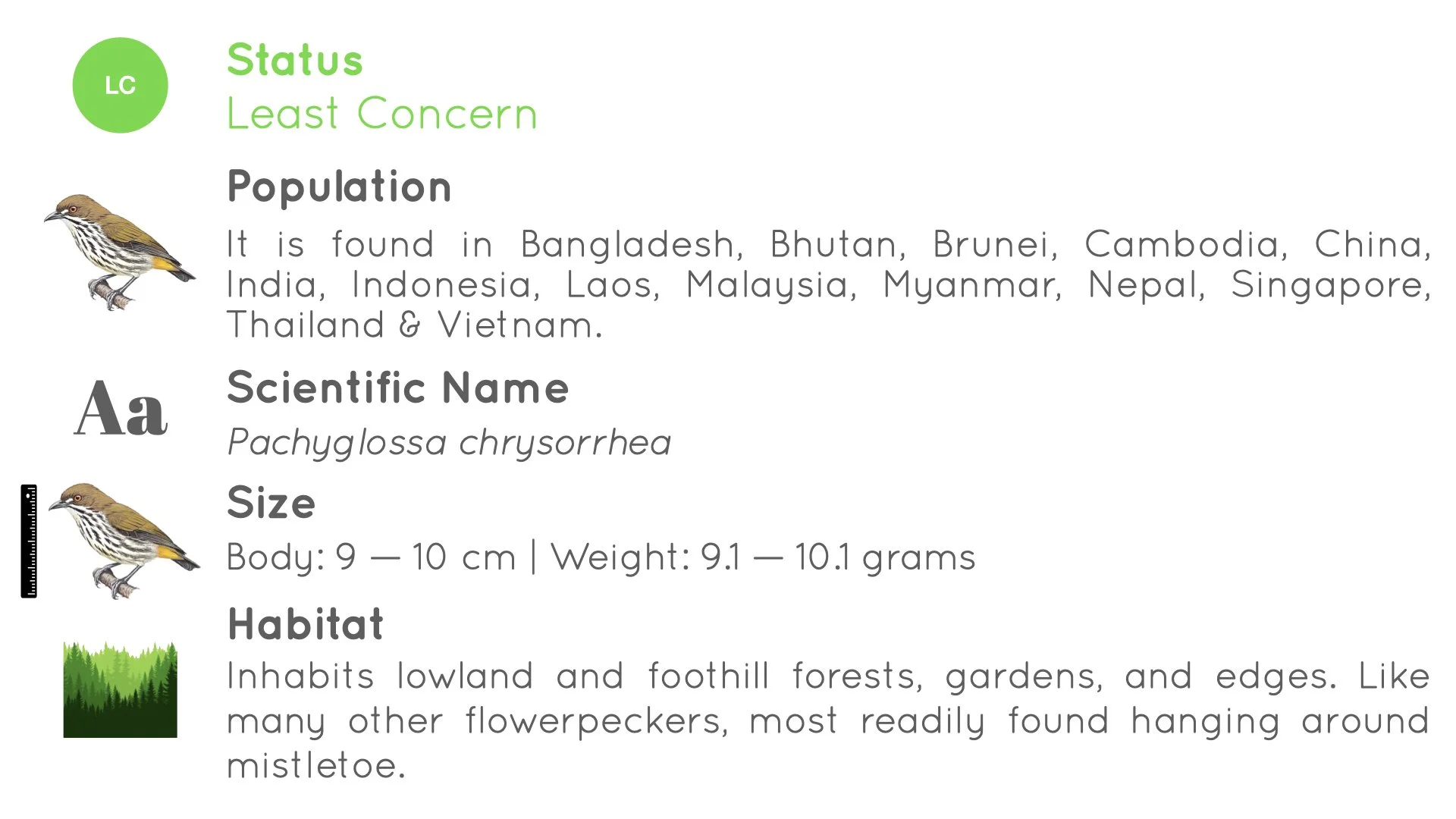 Yellow-vented Flowerpecker - Kaeng Krachan National Park - WildArtWorks