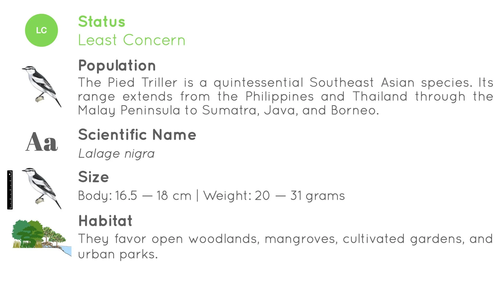 Pied Triller - Statistics - WildArtWorks