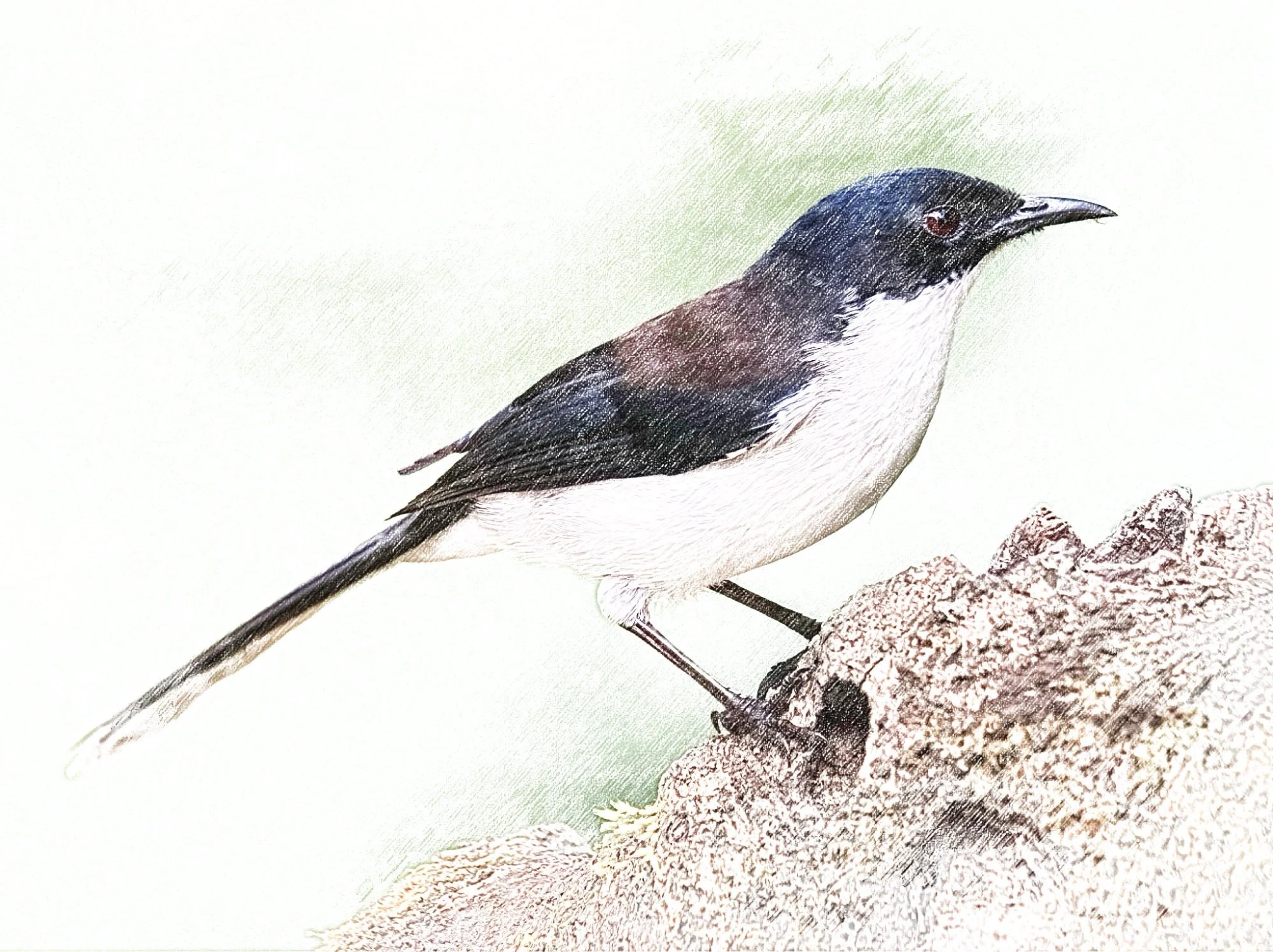 Dark-backed Sibia - Sketch - WildArtWorks