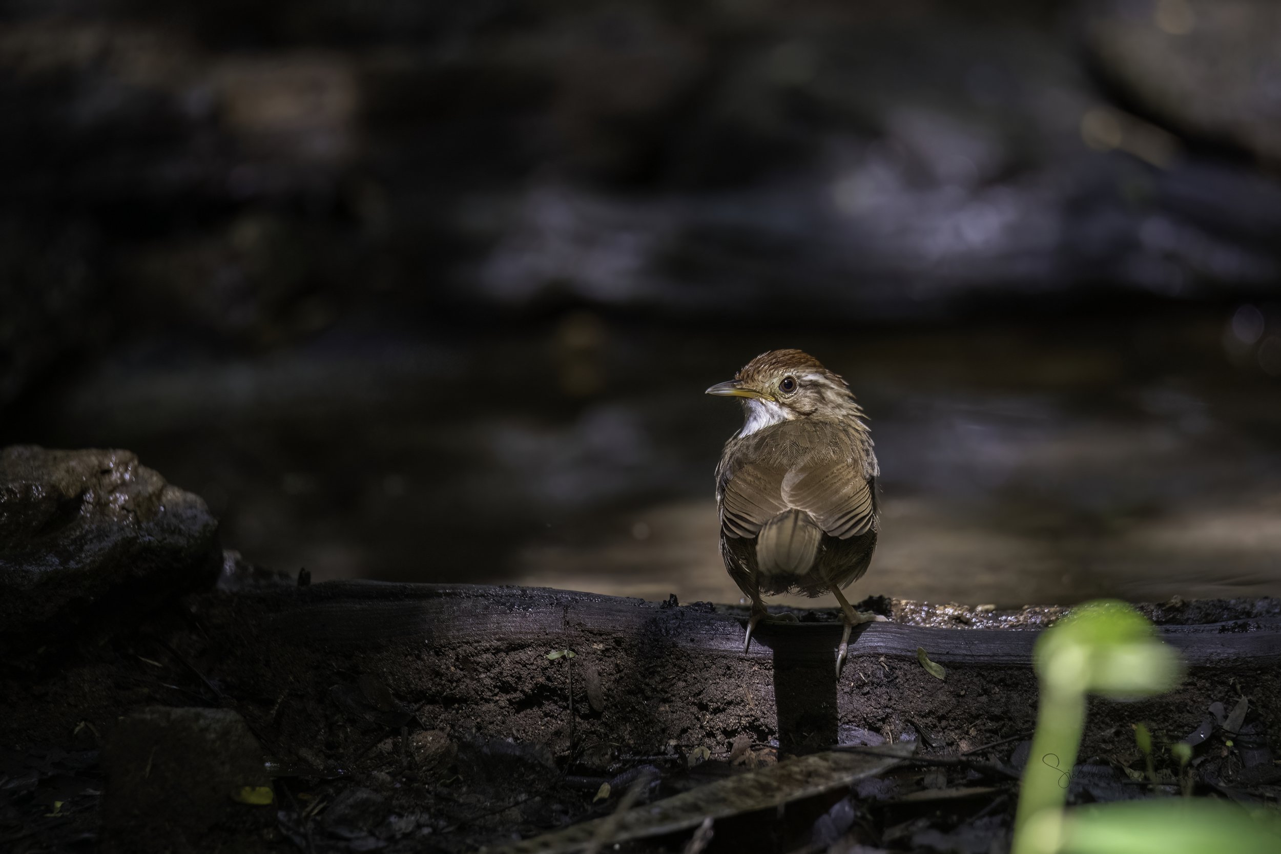 Puff-throated Babbler - Kaeng Krachan National Park - WIldArtWorks