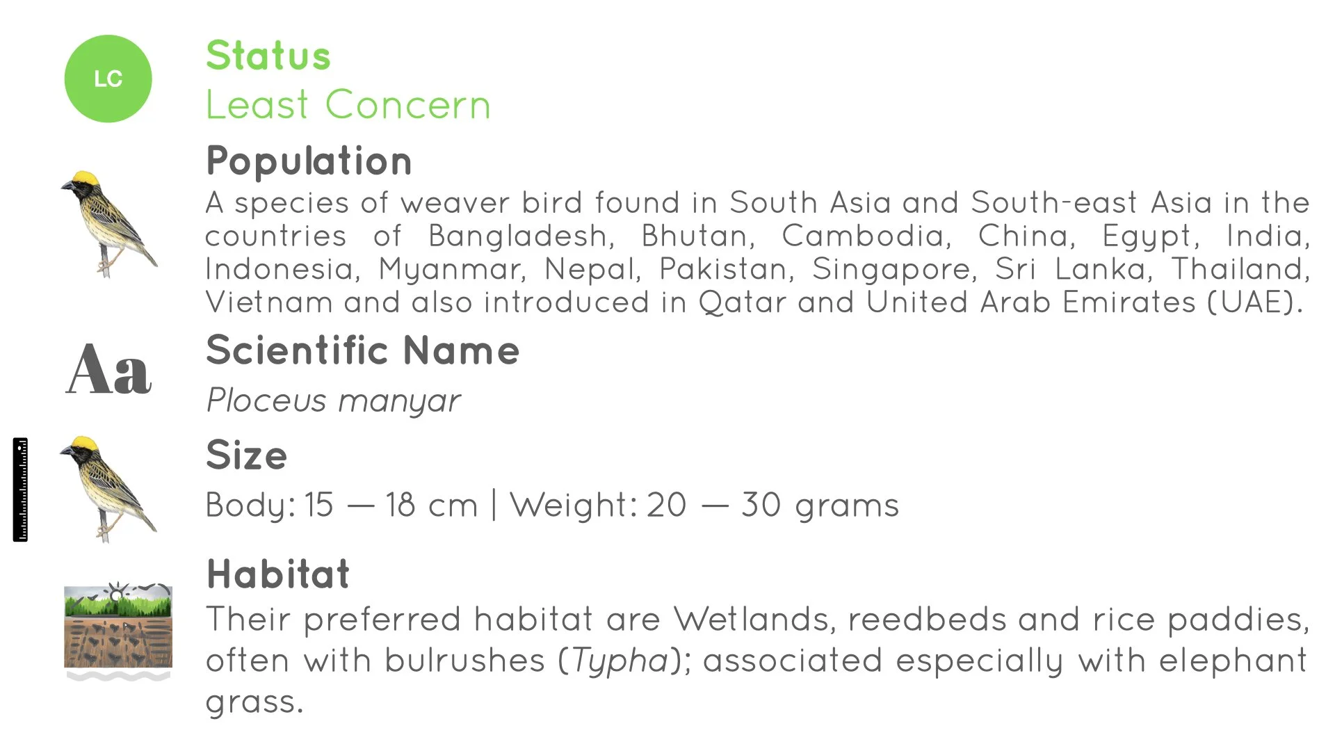 Streaked Weaver - Statistics - WildArtWorks