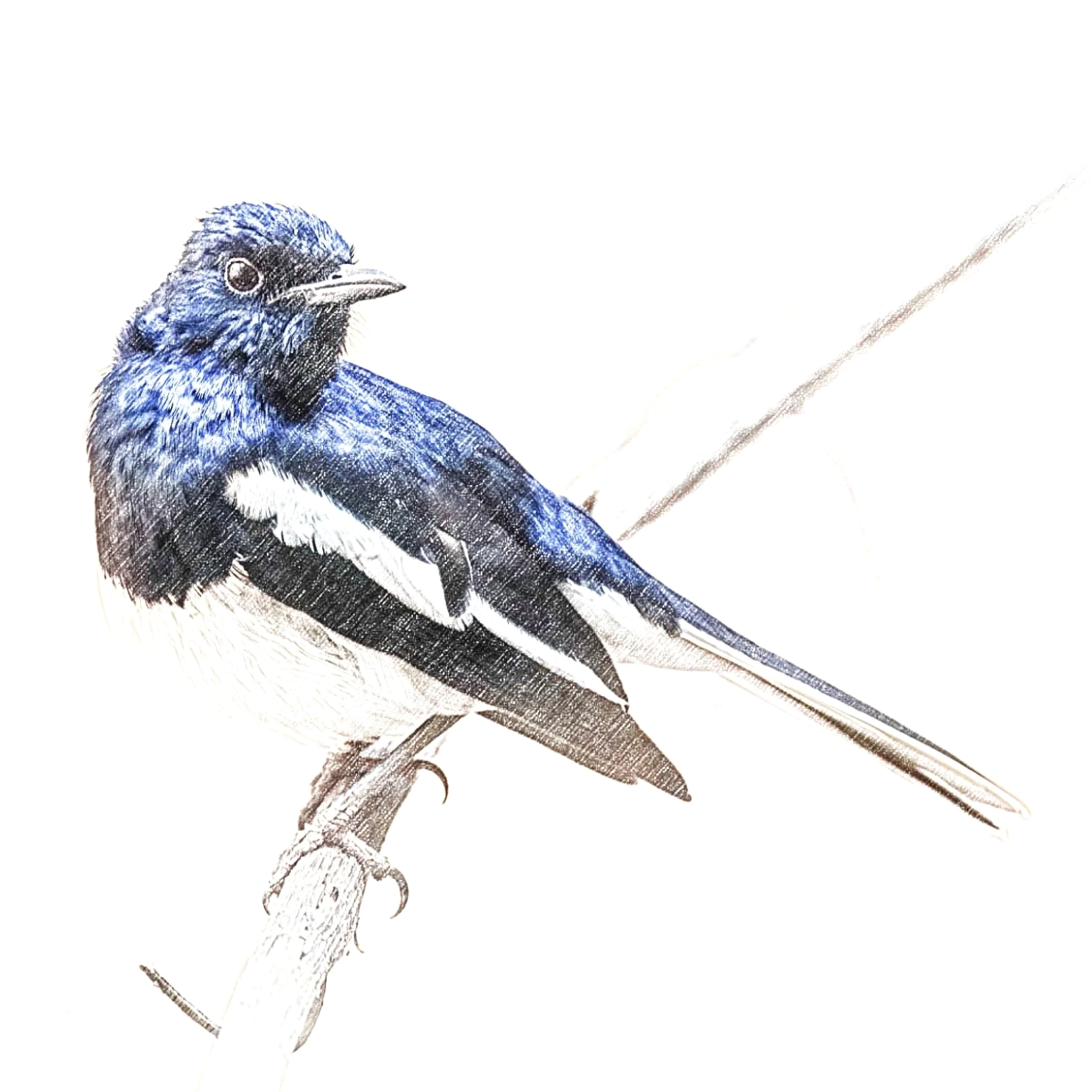 Oriental Magpie-Robin - Sketch - WildArtWorks