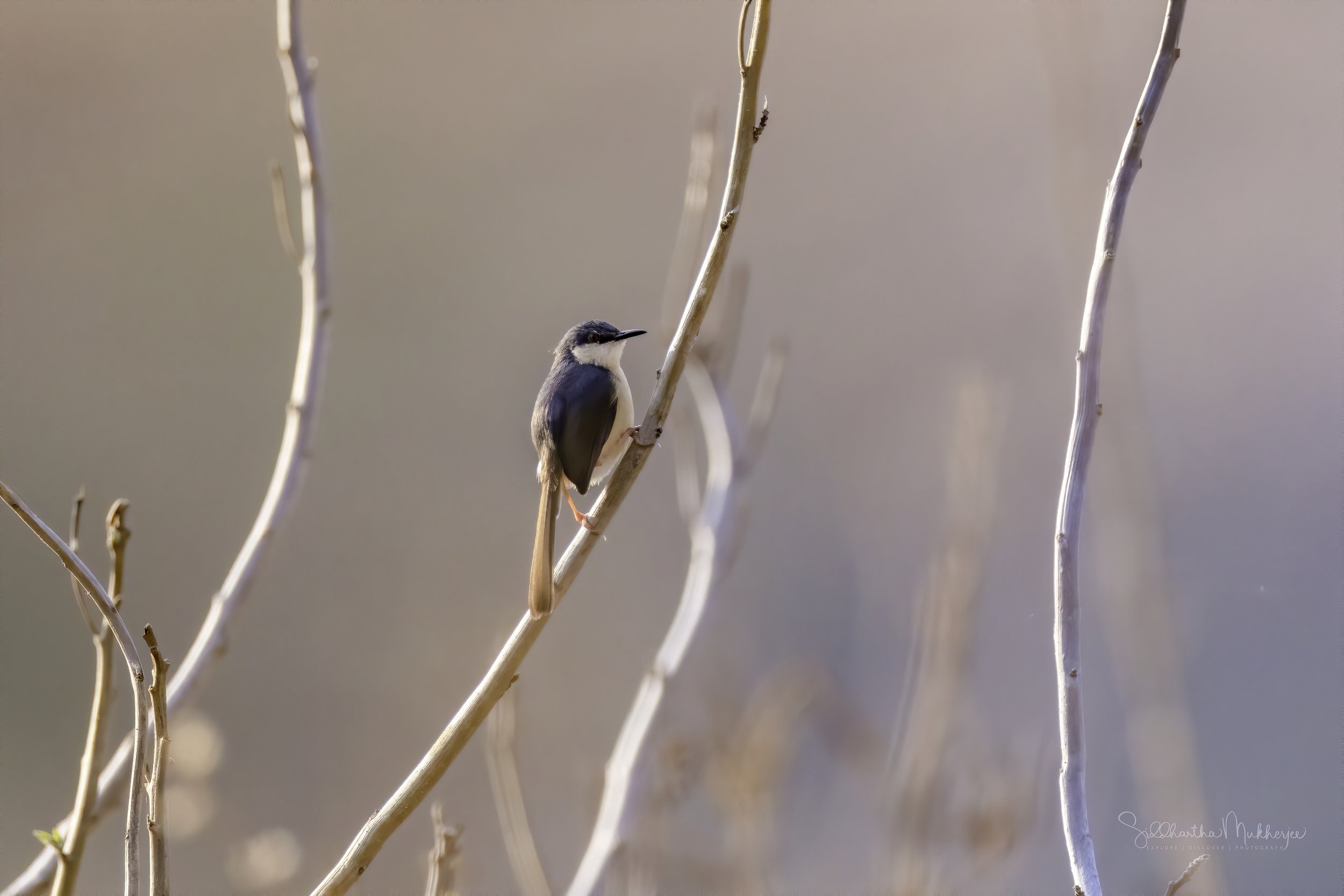 Ashy Prinia - Chincholi Wildlife Sanctuary - WildArtWorks