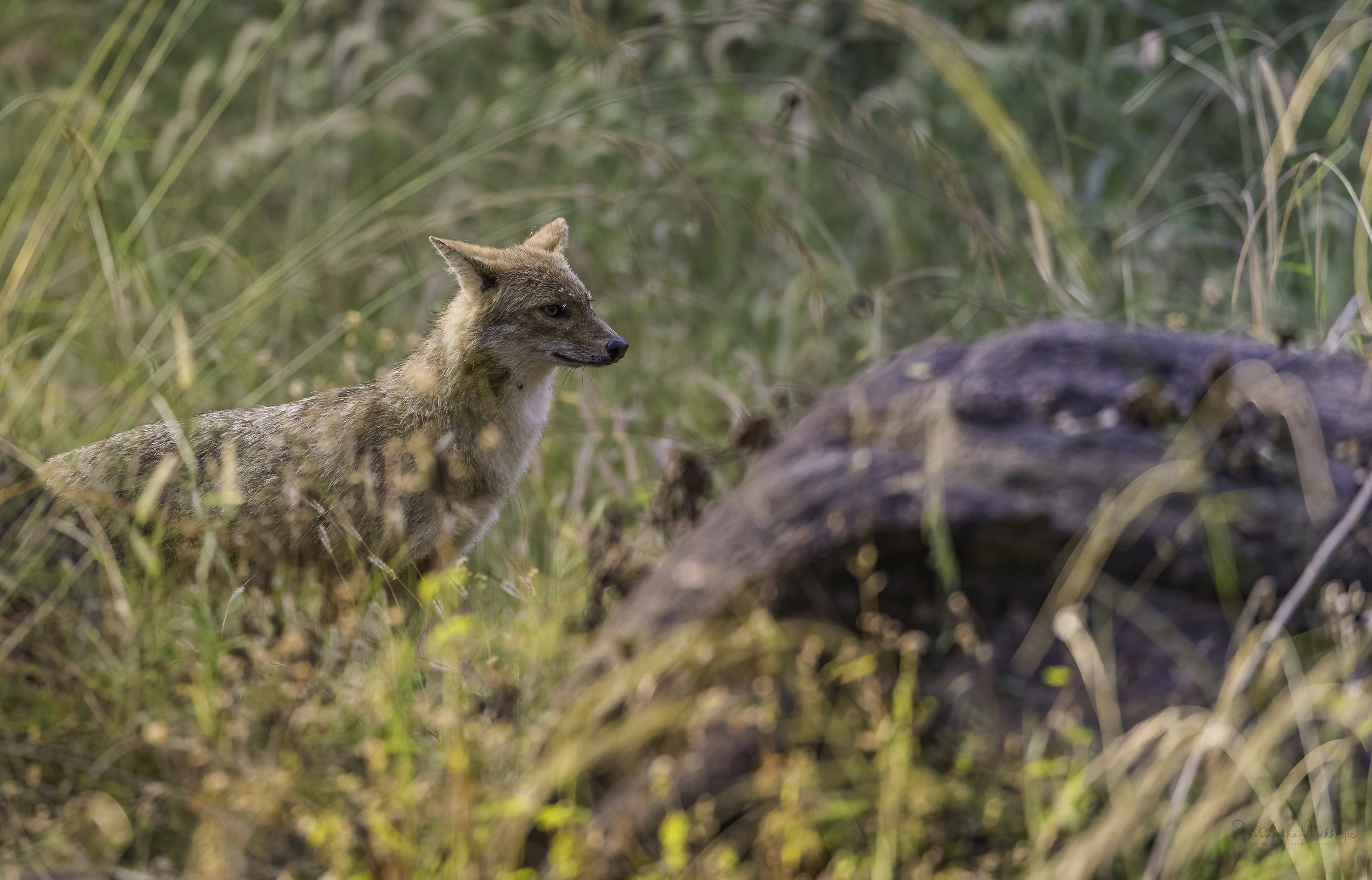Indian Jackal/ Golden Jackal (Canis aureus indicus) - WildArtWorks
