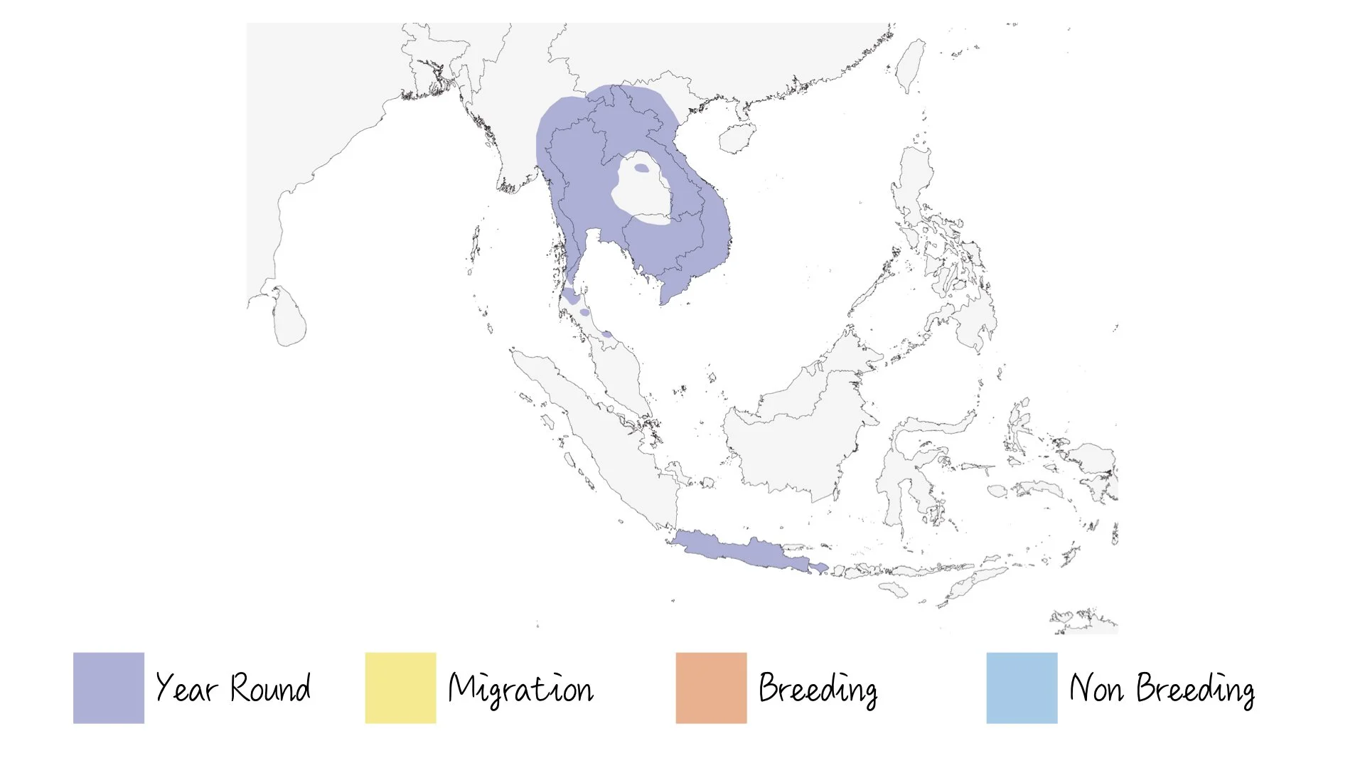 Racket-tailed Treepie - Range & Distribution - WildArtWorks