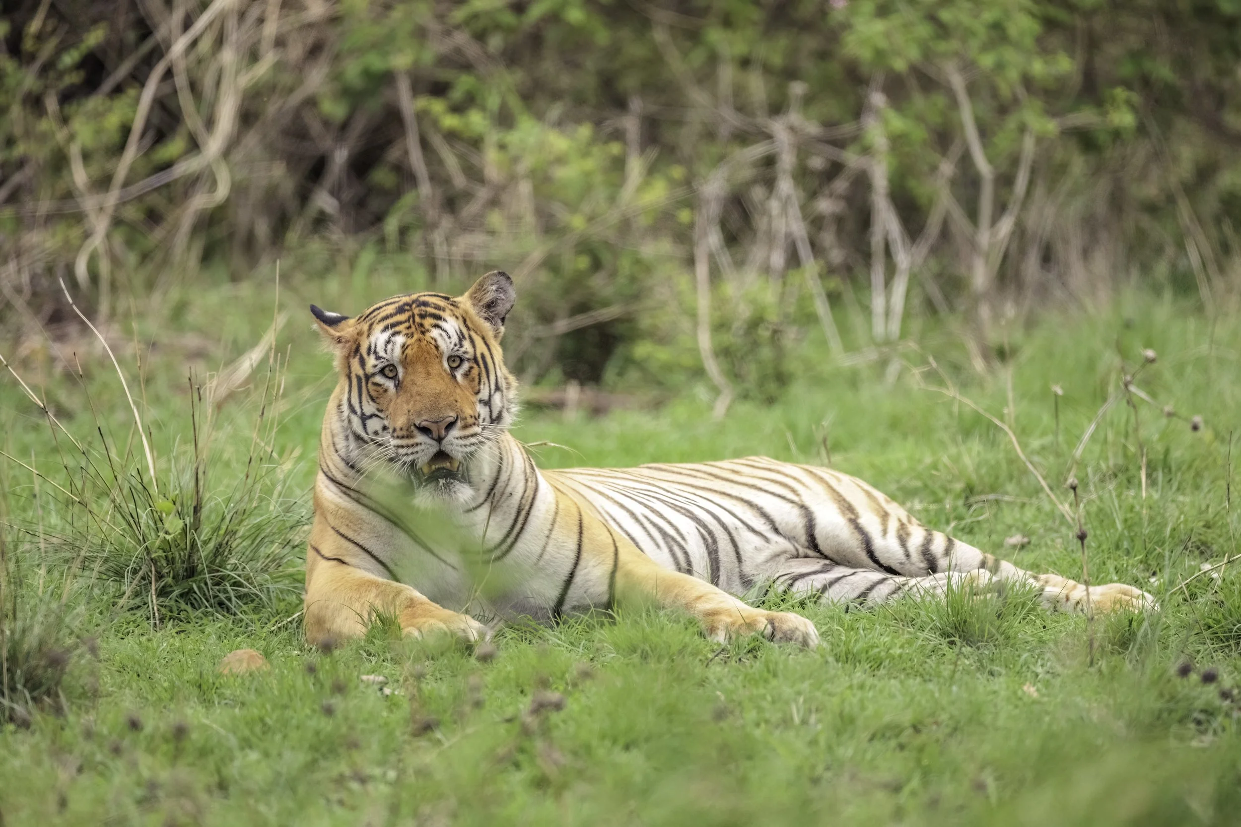 Rudra (M56), Gundam, Amrabad Tiger Reserve