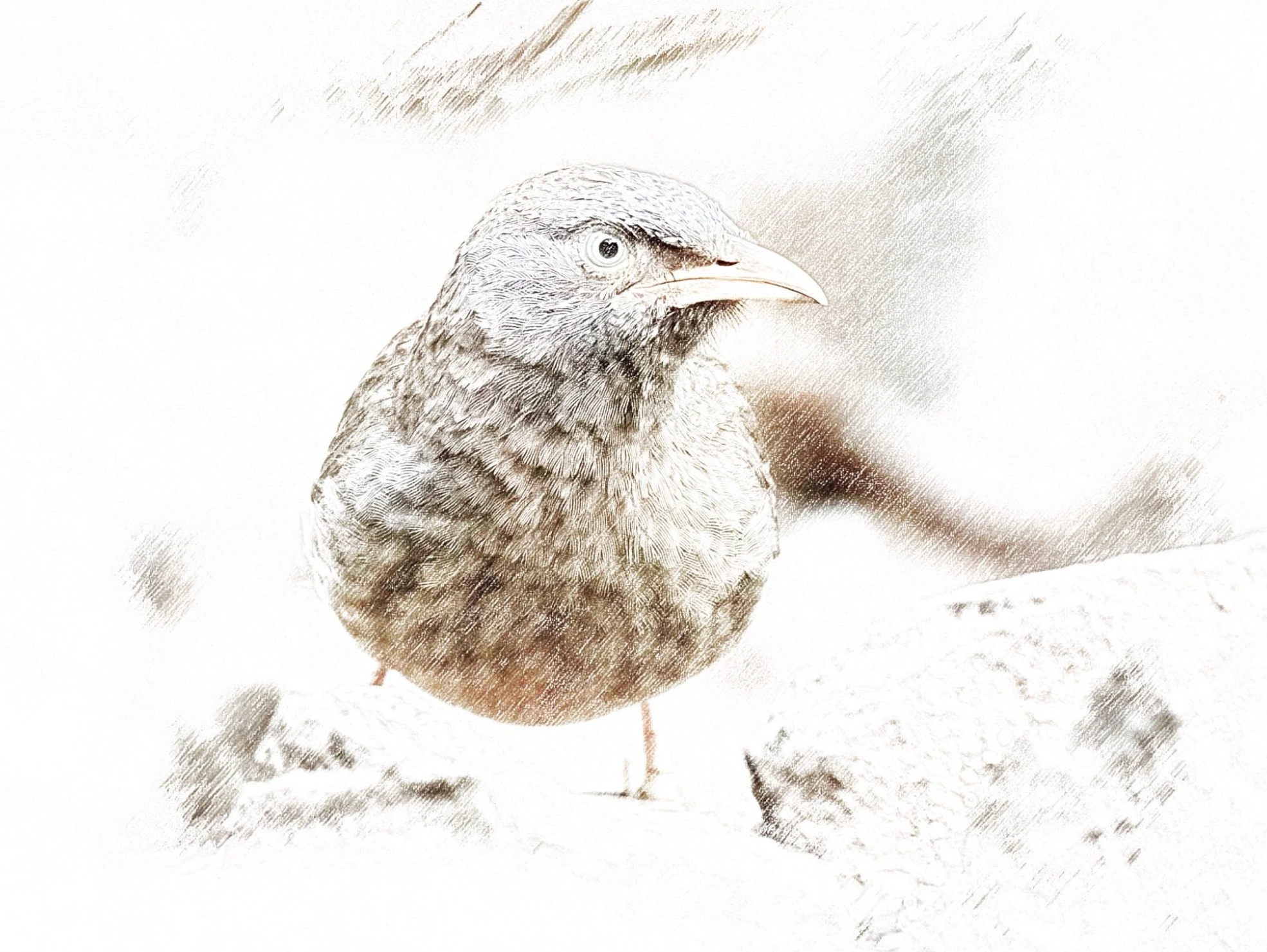 Jungle Babbler - Sketch - WildArtWorks