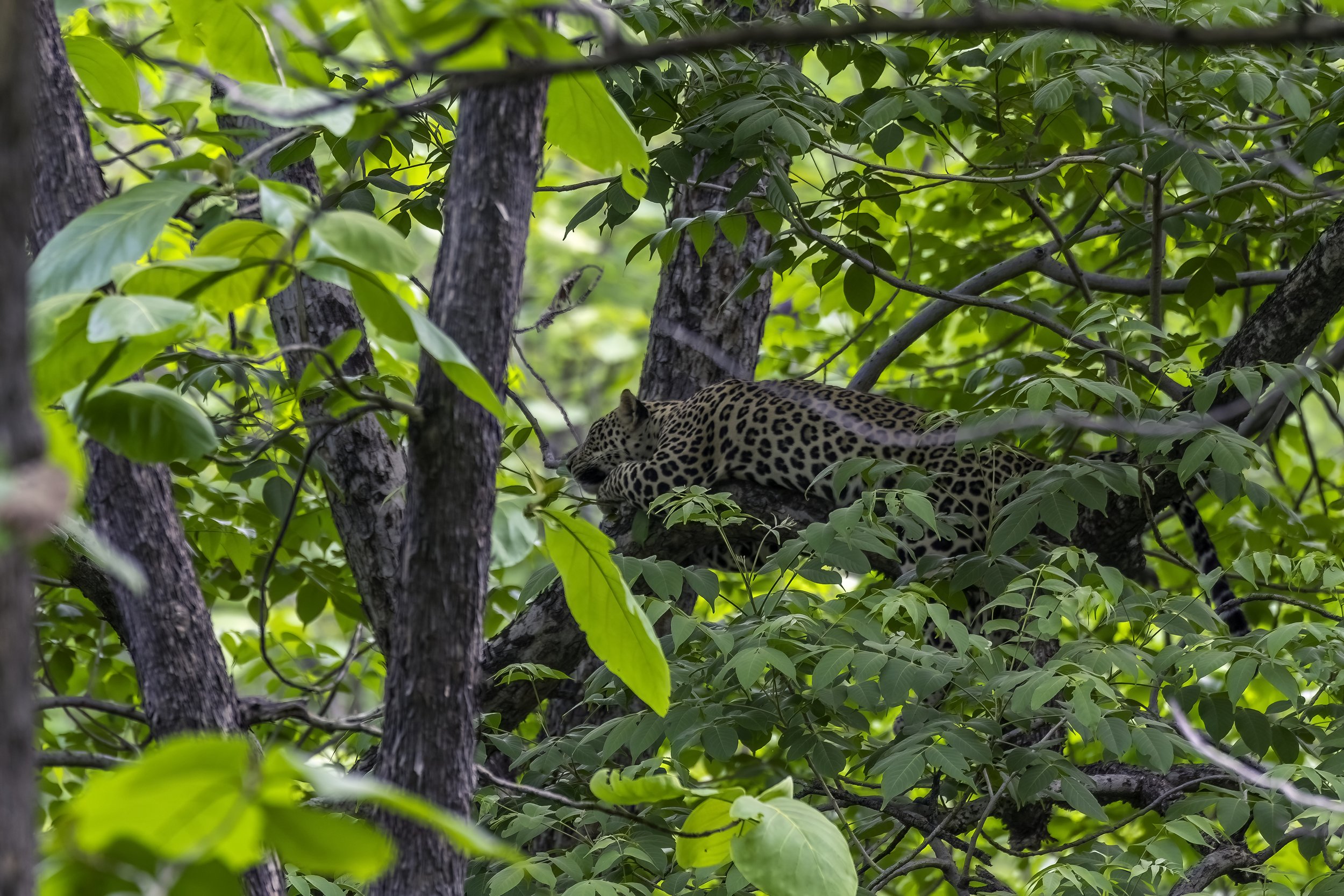 The Tipai Leopard, Tipeshwar Wildlife Sanctuary