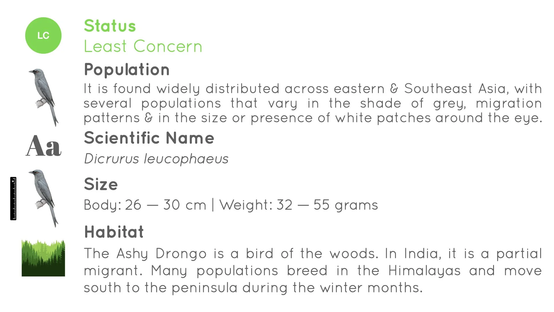 Ashy Drongo - Statistics - WildArtWorks