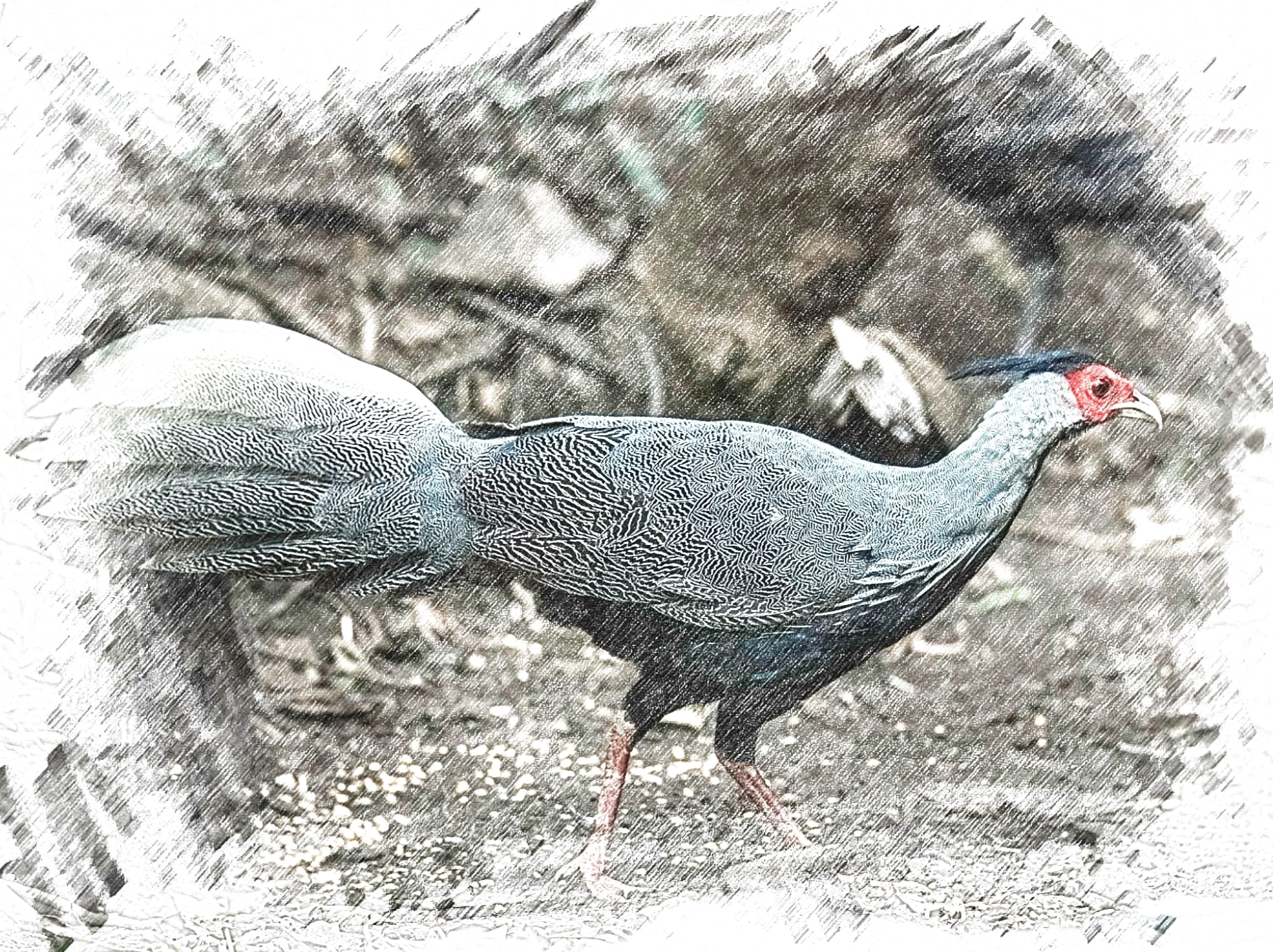 Kalij Pheasant - Sketch - WildArtWorks