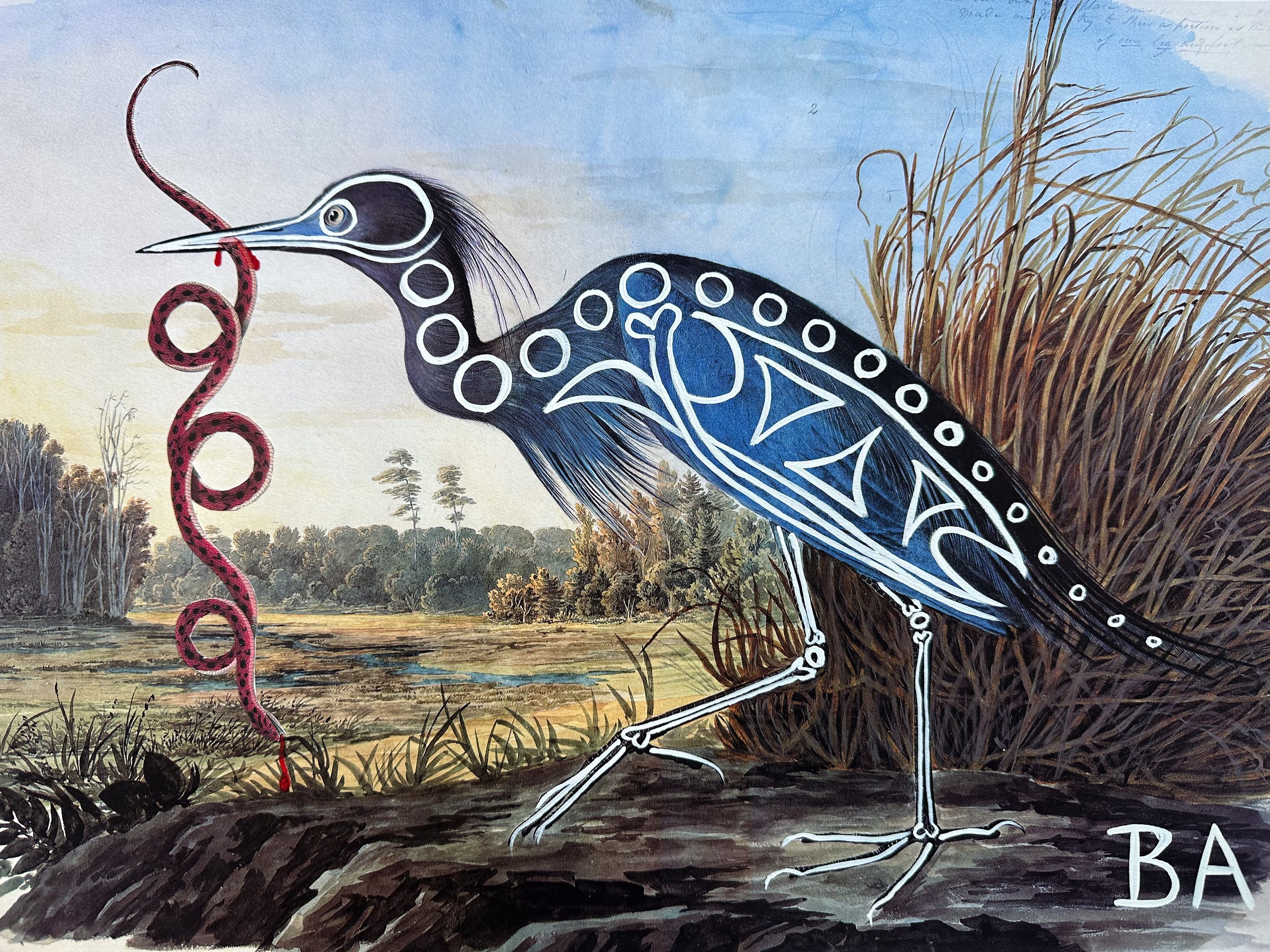 Little Blue Heron