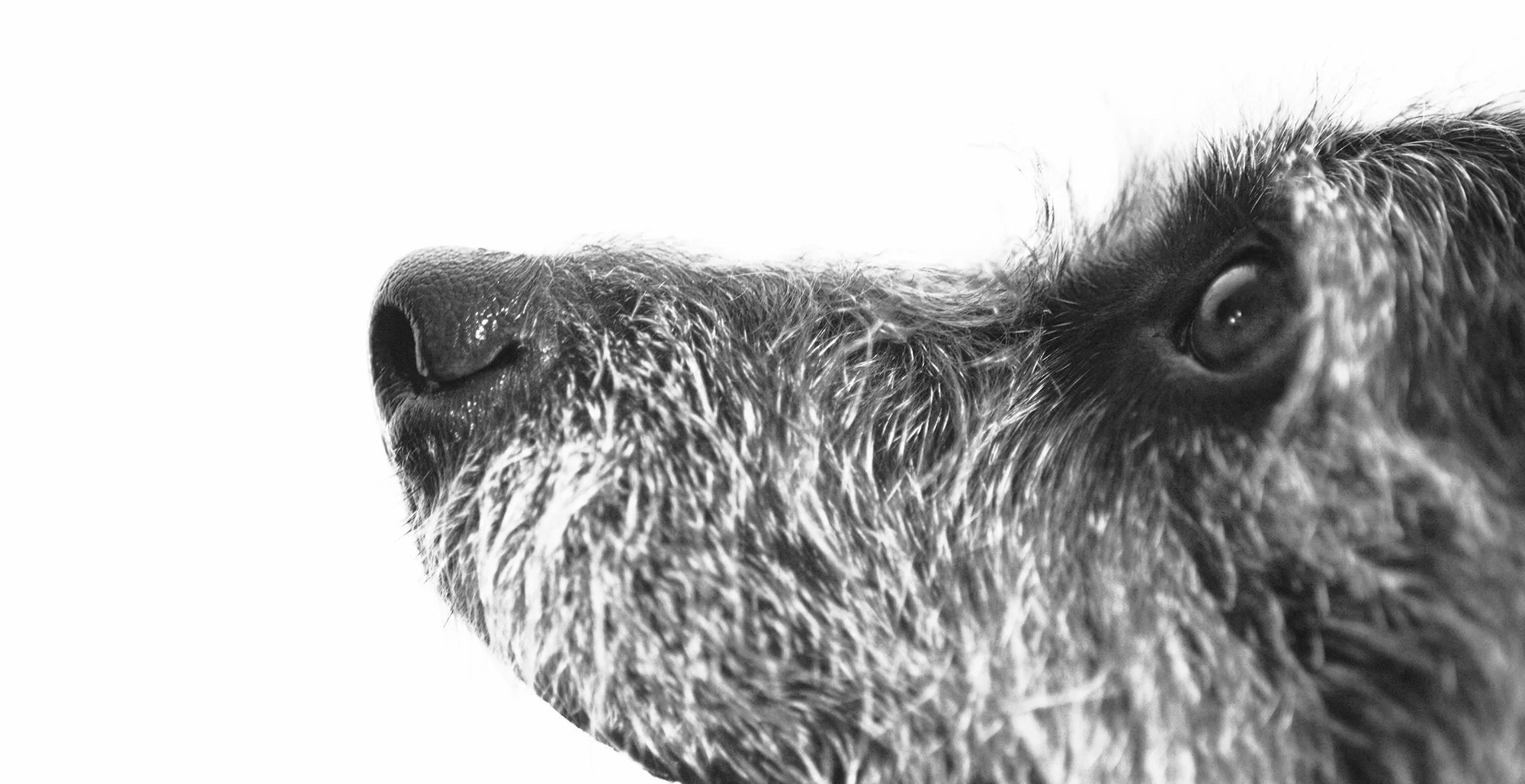 The Coyote After-School Program