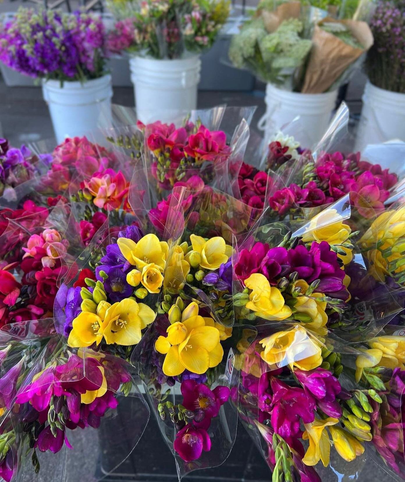 Freesia season in full swing at the markets, it&rsquo;s the most wonderful time of the year! Just like food, you keep farmers farming when you buy flowers direct from the grower at your favorite farmers markets. #freesia #freshflowers #farmersmarkets