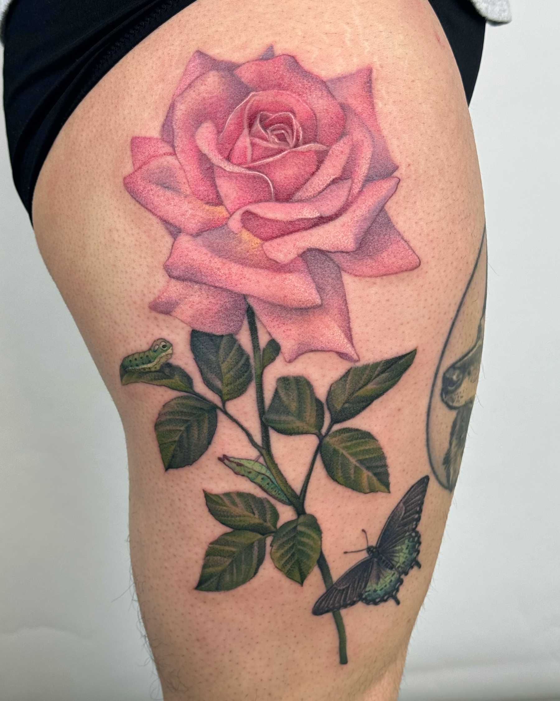 PinkRose_Zara.png