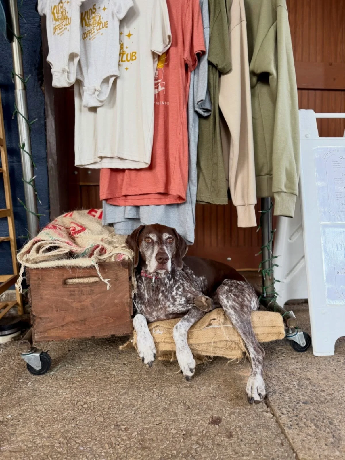 🎉🐾 It&rsquo;s our Bella Girl&rsquo;s birthday! 🐾🎉
Our shop dog, greeter, nap supervisor, and quiet beggar turns 10 years old today &mdash; and we couldn&rsquo;t let it pass without celebrating her big.

This Saturday, we&rsquo;re celebrating Bell