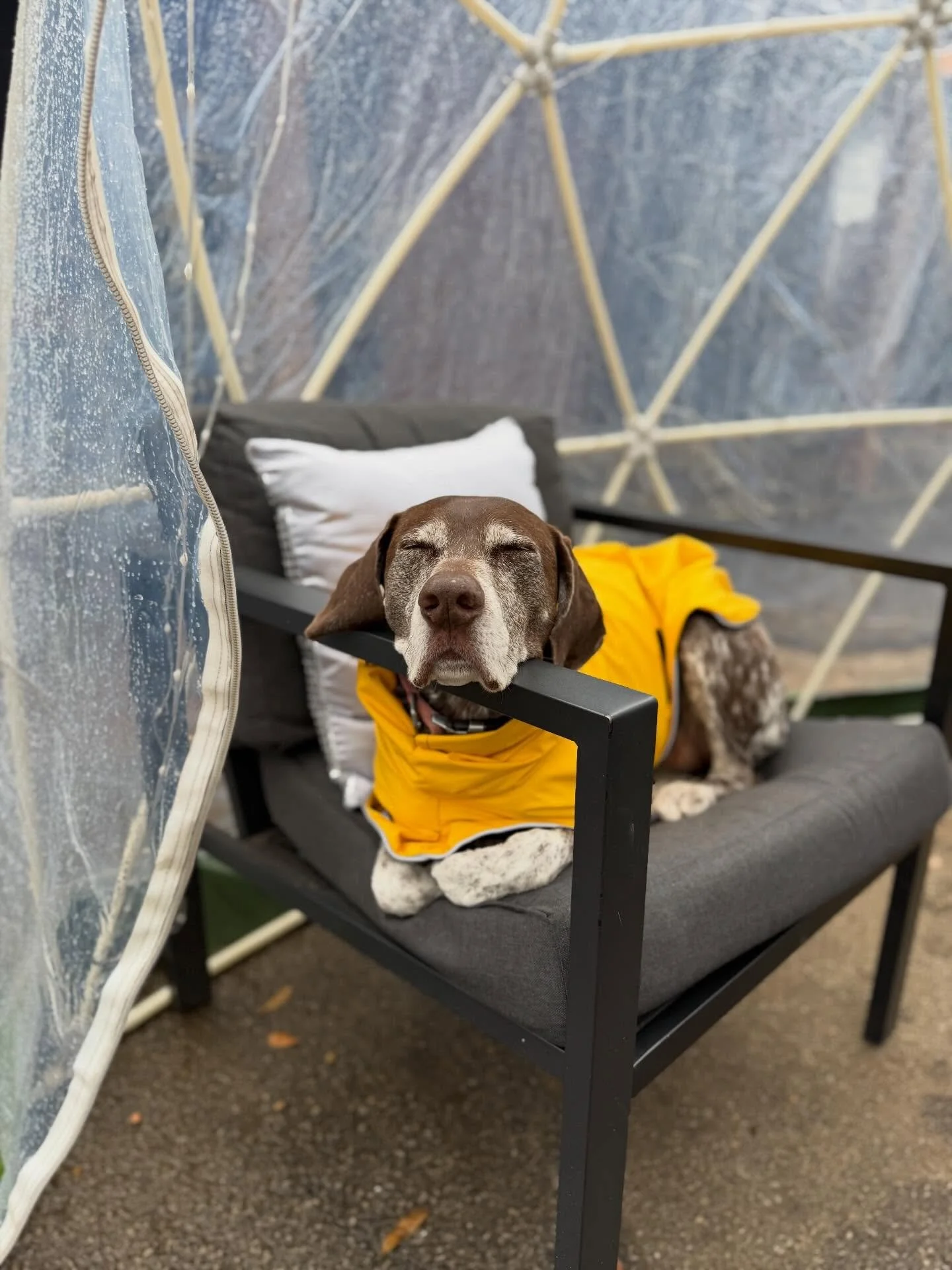Proof that rainy days were made for naps and coffee! 

#rainydays #southerngirlcoffeecompany #alleycoffeeshop #bella
