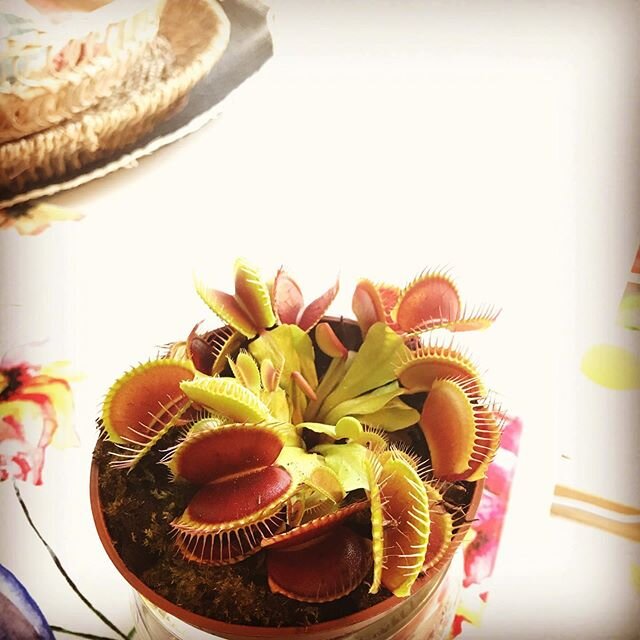 I used to have flies in the kitchen during summertime. Thanks to my new pet I don&rsquo;t anymore! Say hello to &ldquo;Lilly&rdquo;! #flesheatingplant #copenhagen #petsofinstagram