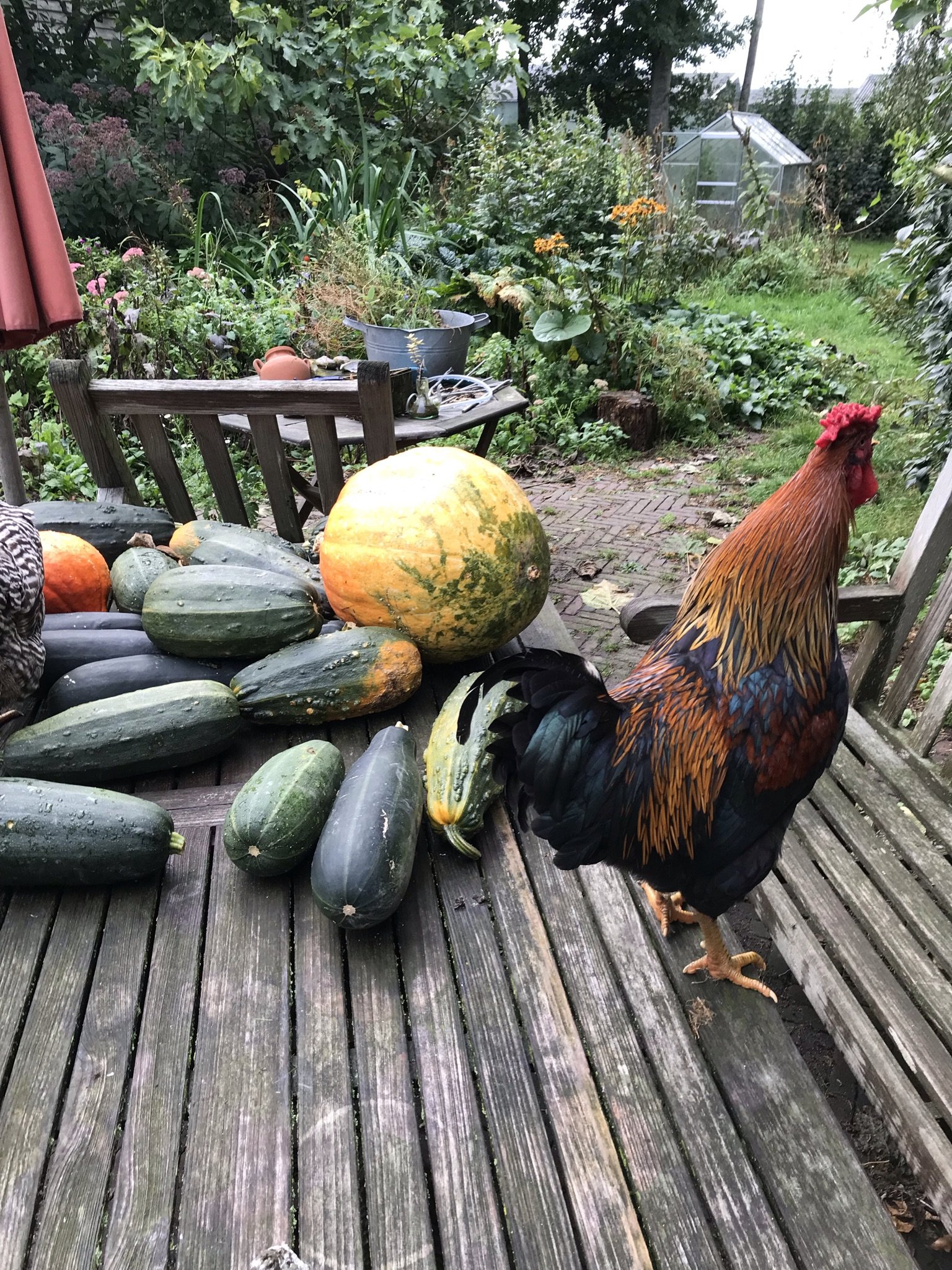 Bruce en zijn chicks