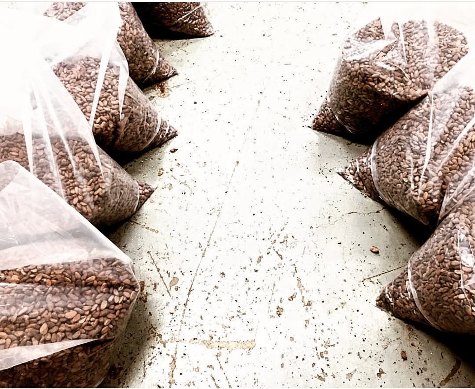 What 1100 Maps for @mapchocolate looks like, a *few* steps prior to being hand-wrapped, labeled, boxed, and shipped. It is the result of 200 pounds/91 kg of roasting, each roast batch 25 pounds. From here each bag requires winnowing, 25 pounds hefted