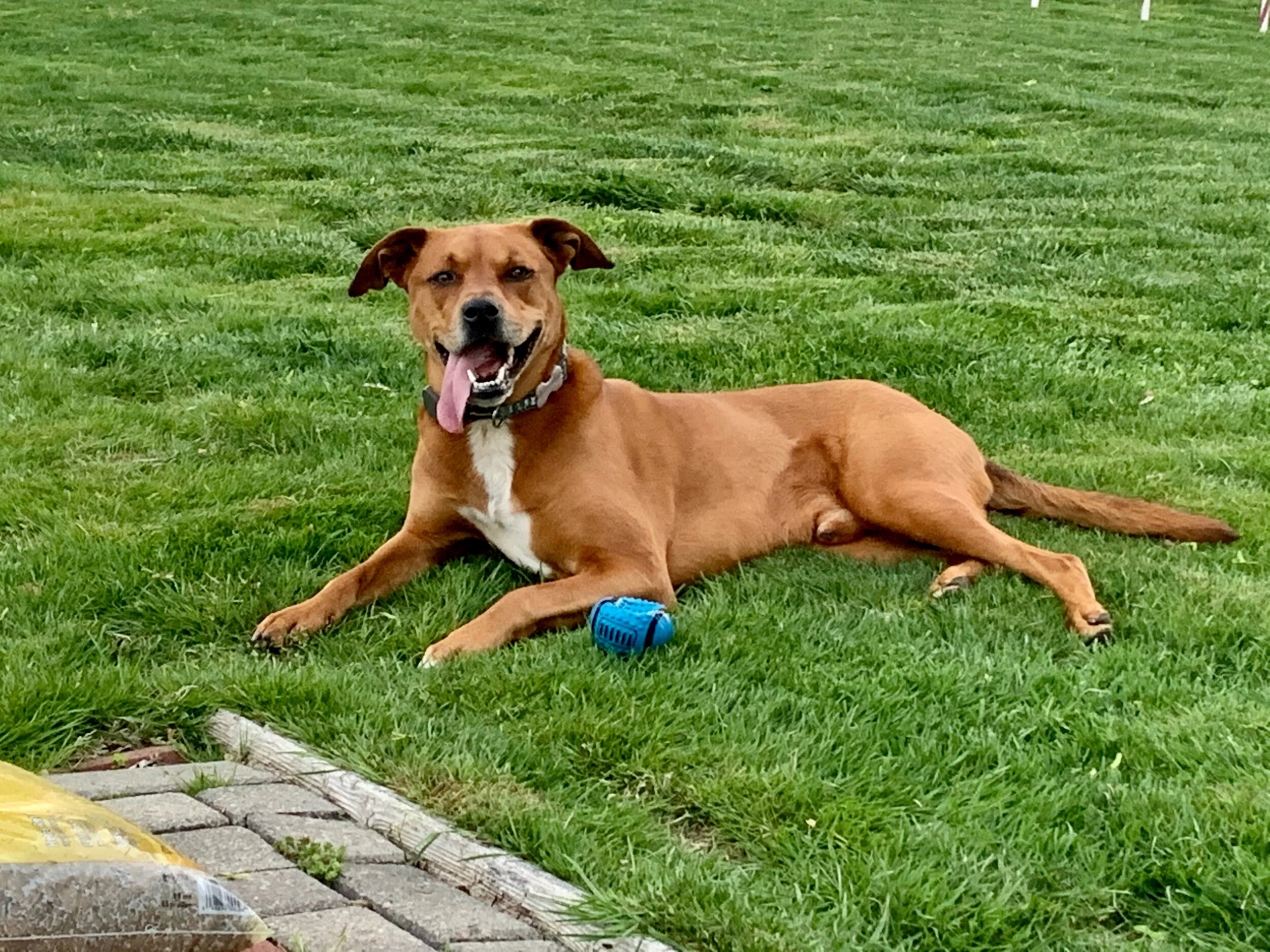 Happy Dog in his own yard