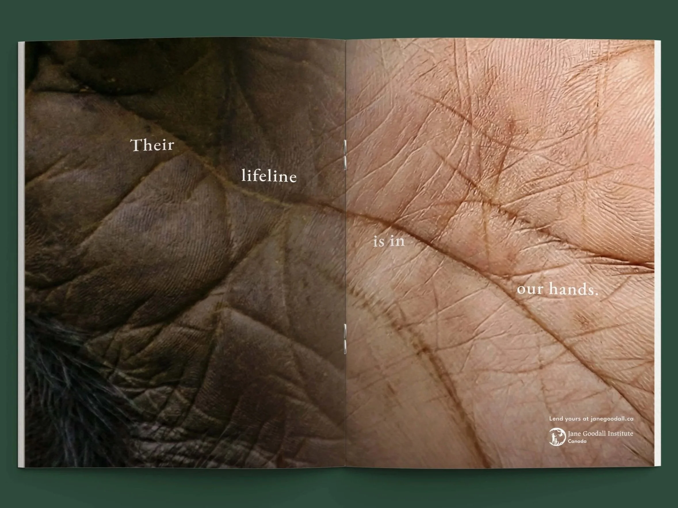 Young Lions | Bronze Print