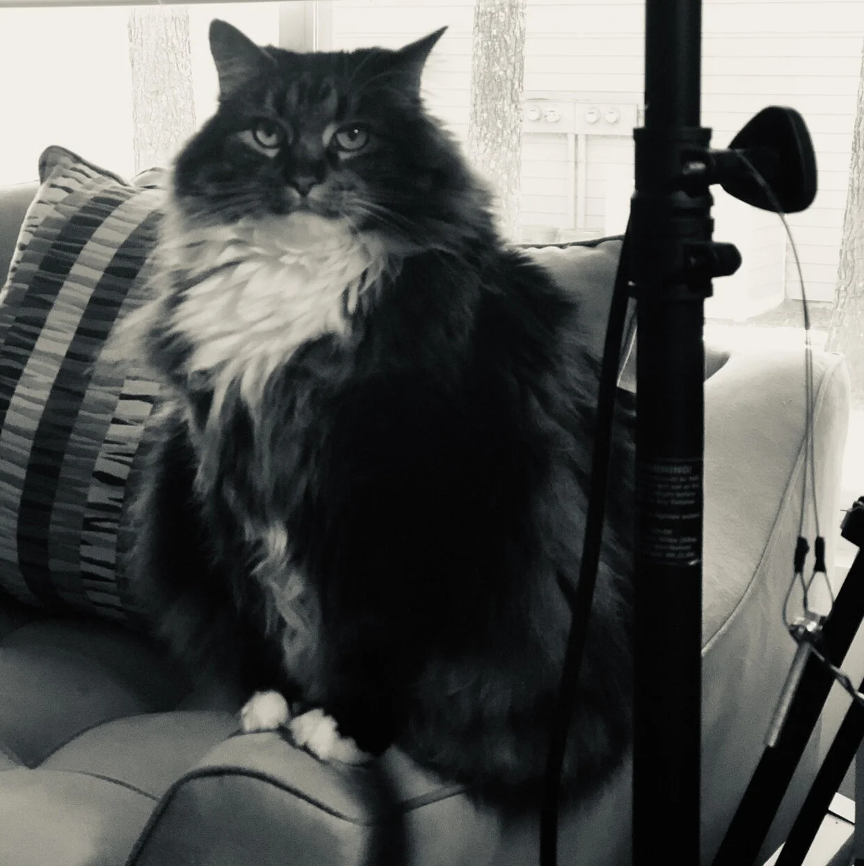 About u2014 Linda Zollo