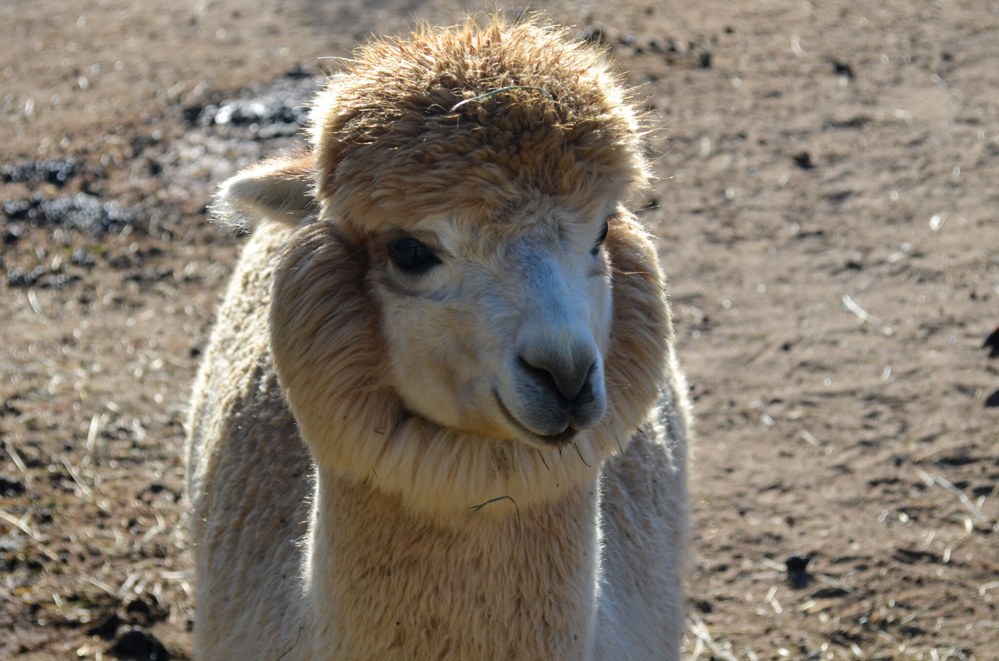 DSC_0012.jpg