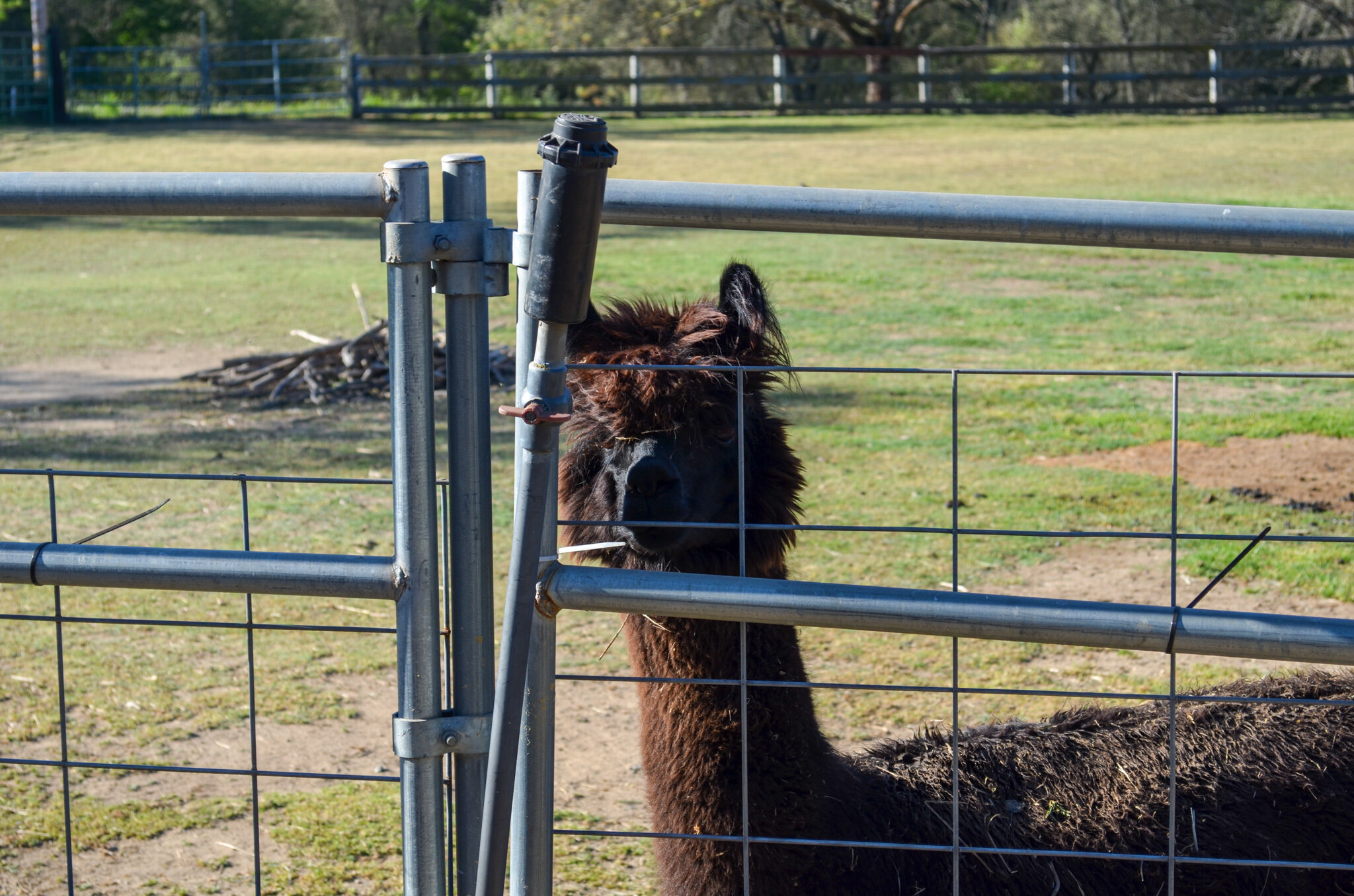 DSC_0037.jpg