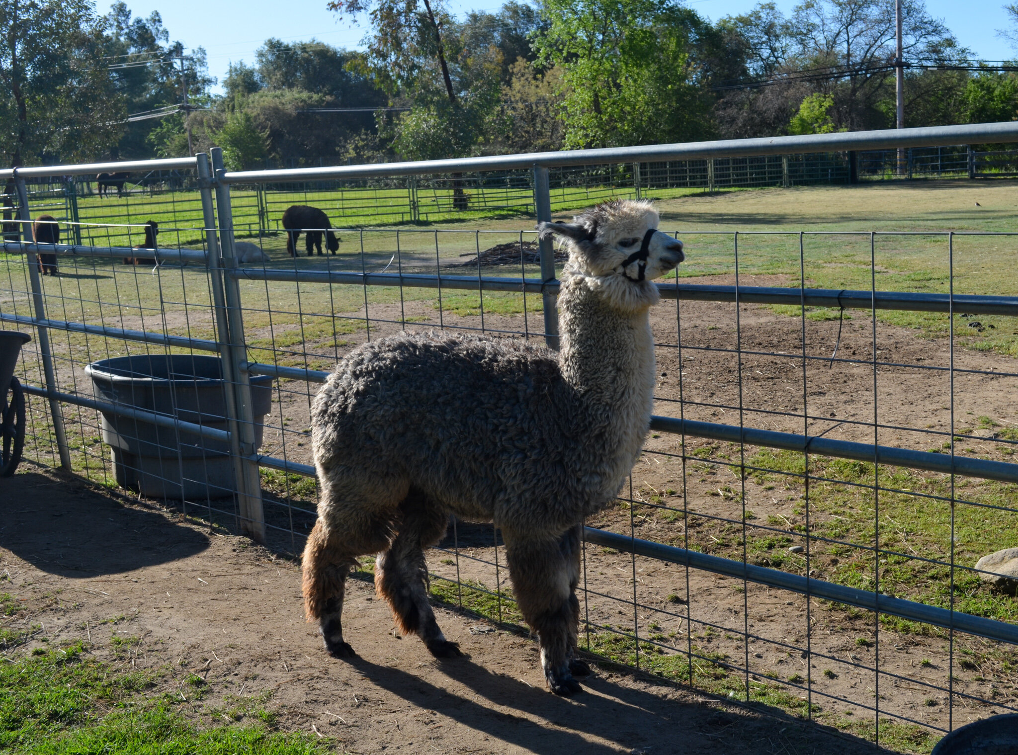 DSC_0039.jpg