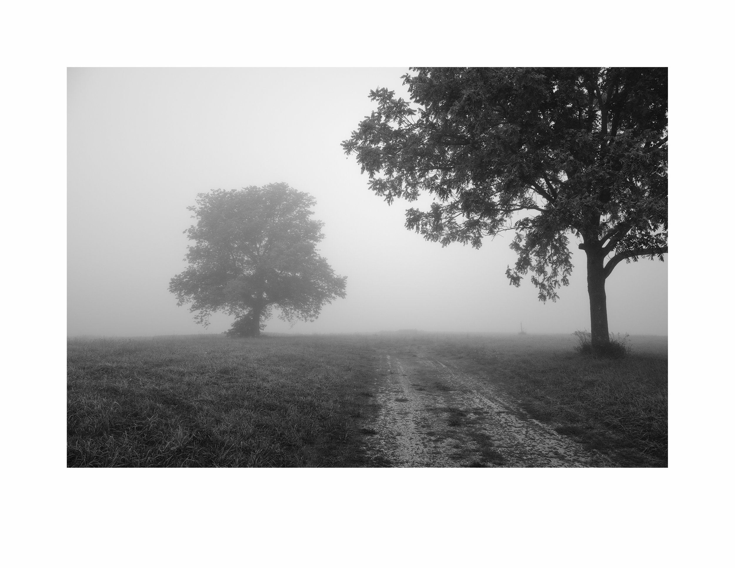 Trees on the Fog